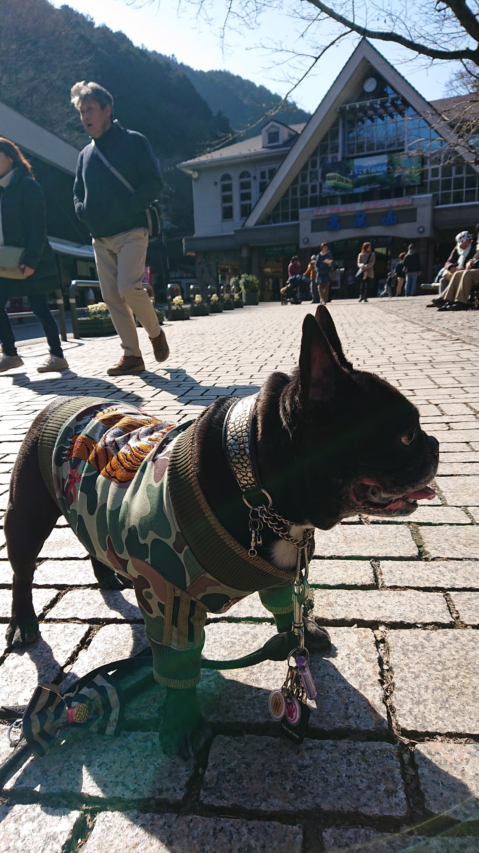 お犬様の大名登山で高尾山 よっちゃんさんの高尾山 陣馬山 景信山の活動日記 Yamap ヤマップ