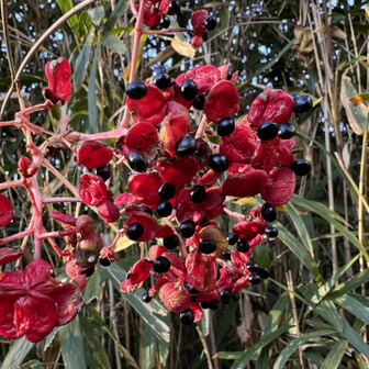 生駒山・神津嶽・大原山 臭木（クサギ）やね