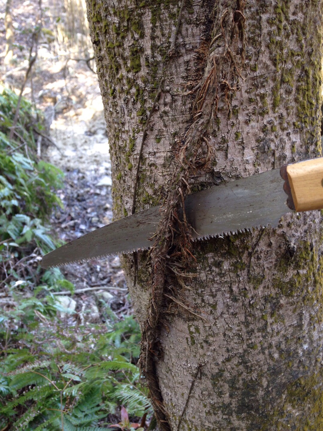 木蔦退治に権現山 天下台山 嫦峨山の写真2枚目 これが木蔦 根っこを樹皮にめり込ませ 薄 Yamap ヤマップ