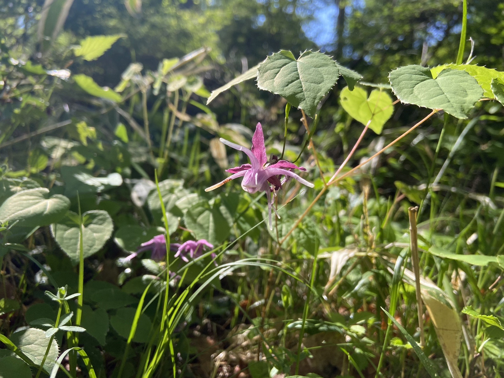 近所の里山に登る ミクと登る日本の山 ナガミーさんの八ヶ岳 赤岳 硫黄岳 天狗岳 の活動データ Yamap ヤマップ