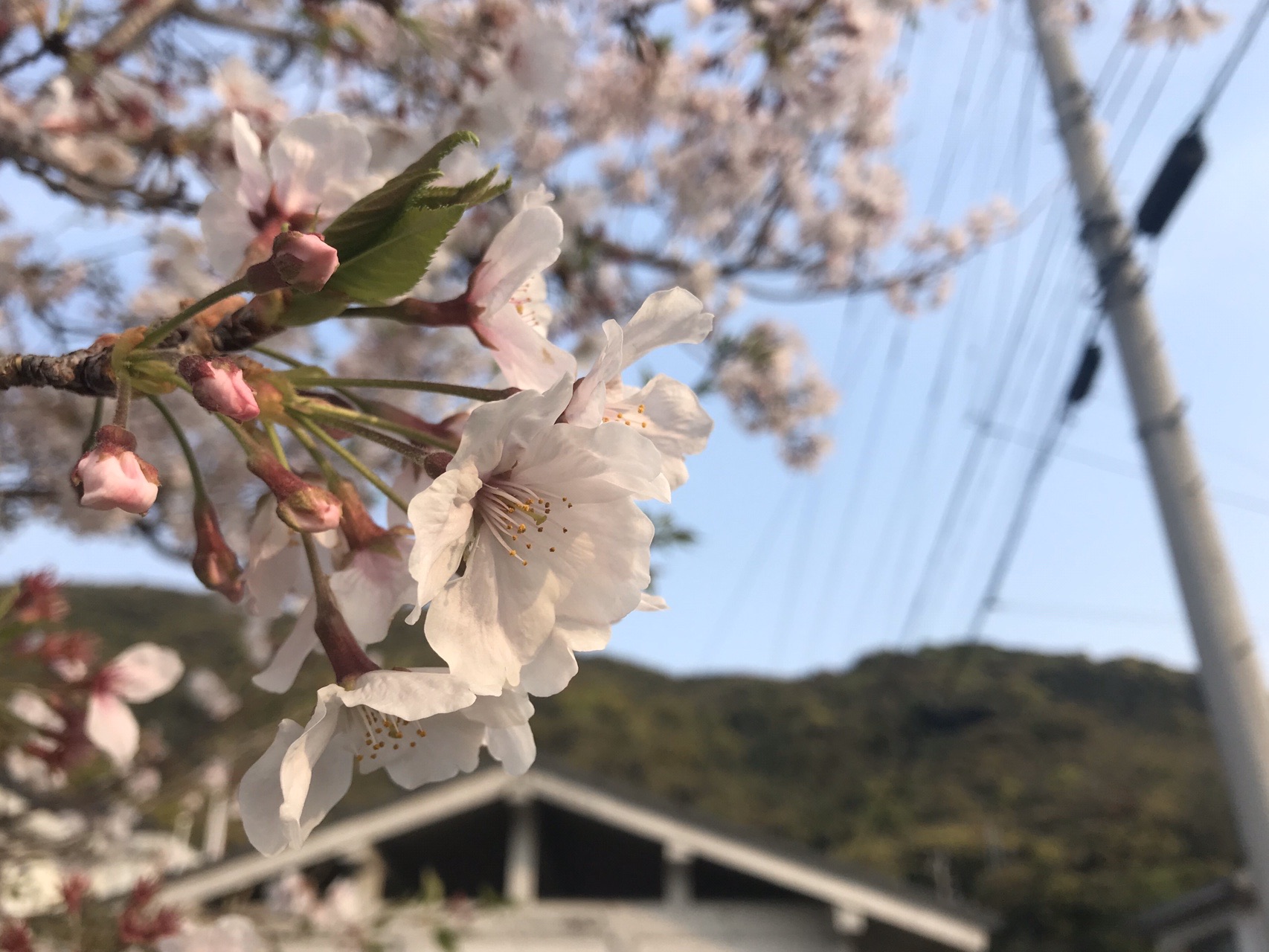 んーーー自粛モードmaxの中 密接しなきゃ良いんでしょ いわしたさんの宇土市の活動データ Yamap ヤマップ