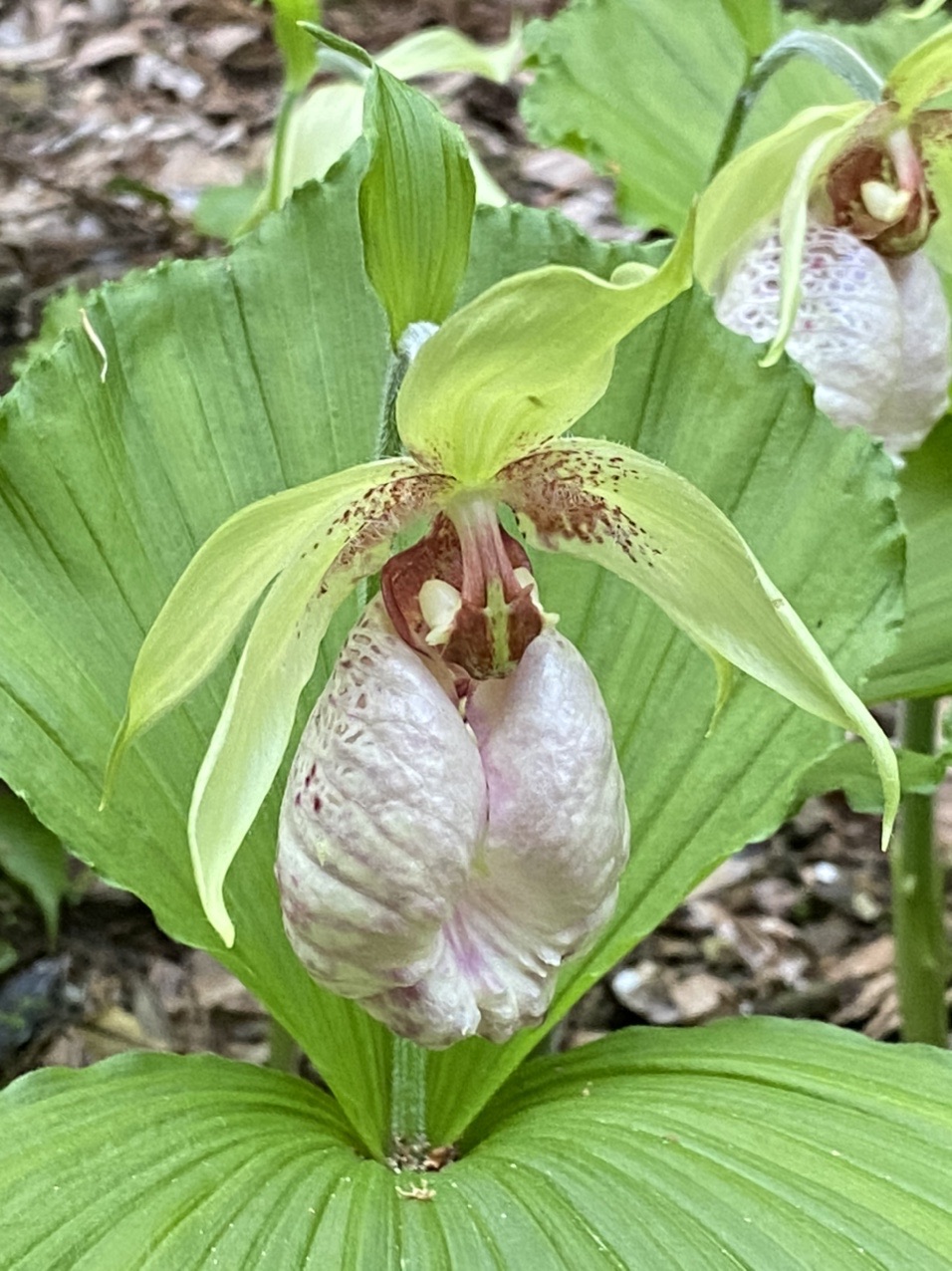 クマガイソウ 熊谷草 は 咲いたかな サニーさんの焼津アルプス 高草山 満観峰 花沢山 徳願寺山の活動日記 Yamap ヤマップ
