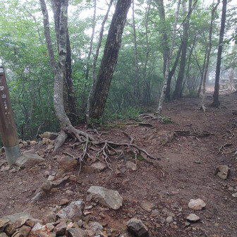 中央峰！
だんだん蝉の声が増えていく