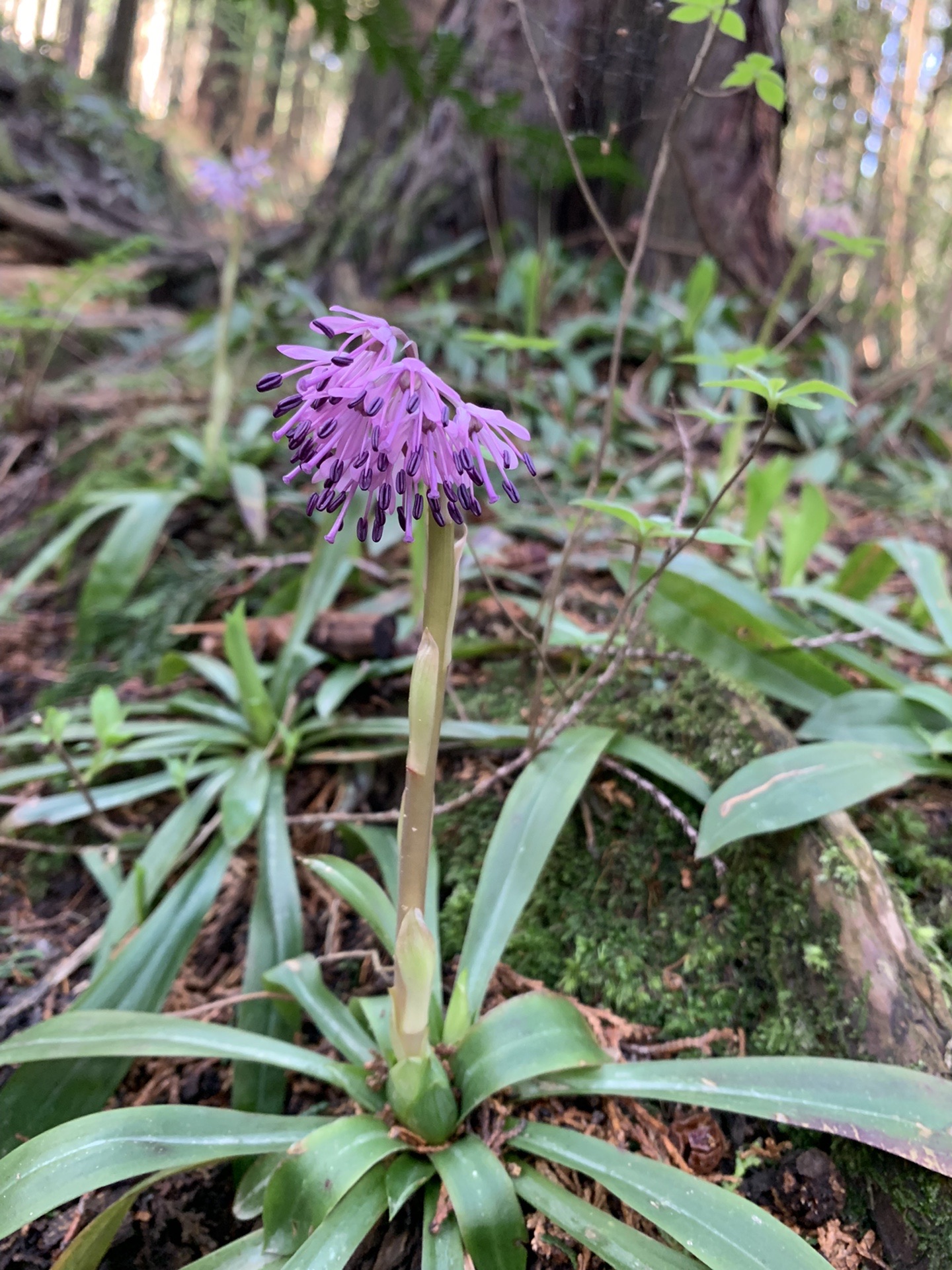 ショウジョウバカマを見に大和葛城山 Yukoさんの金剛山 二上山 大和葛城山の活動データ Yamap ヤマップ