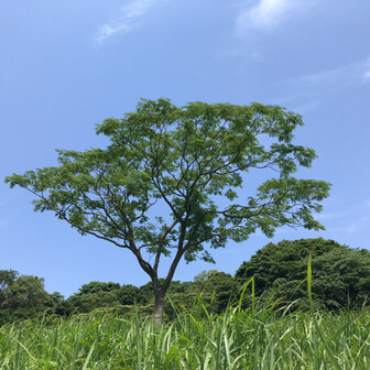 Blue Mountain