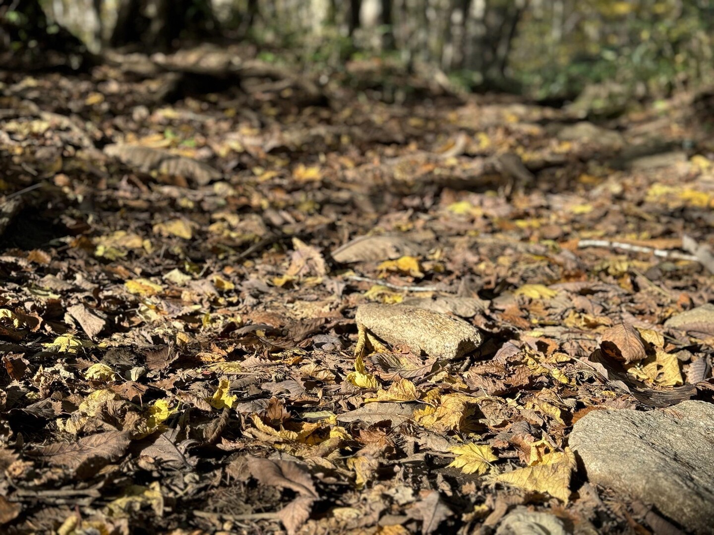 姫神山 / 👣SNY.F👣さんの姫神山の活動データ YAMAP / ヤマップ