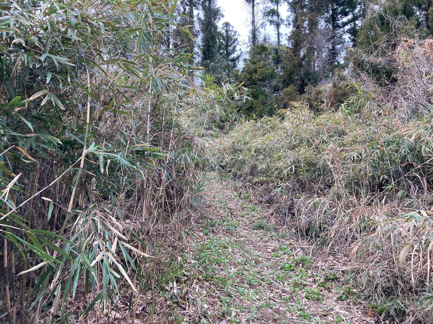 多古光湿原と丸山 / 多古町の写真89枚目 / 使う必要があるから道があるという感じの場 YAMAP / ヤマップ
