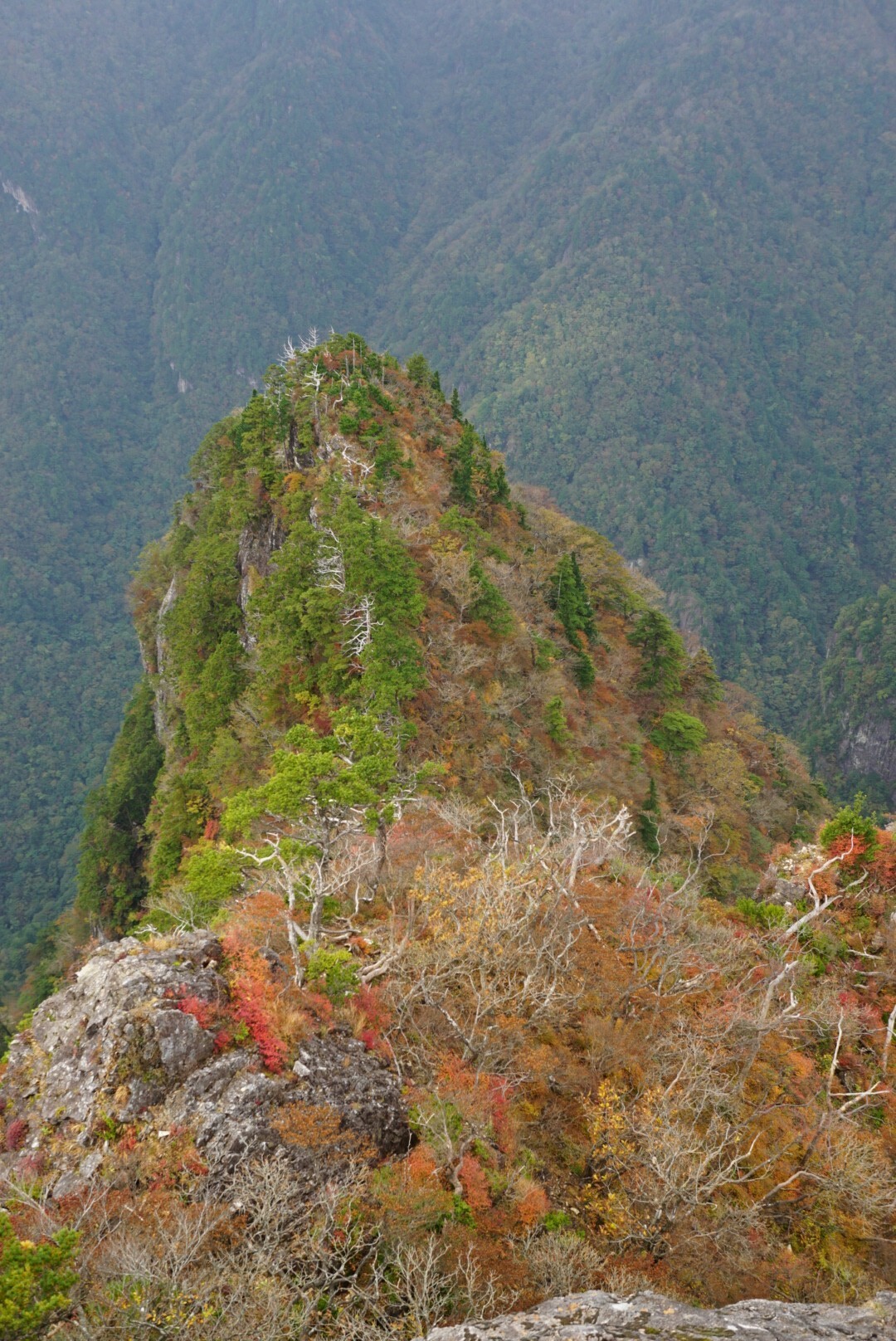 大台ヶ原 19 10 27 ロッドさんの大台ヶ原山 日出ヶ岳 大杉谷の活動日記 Yamap ヤマップ