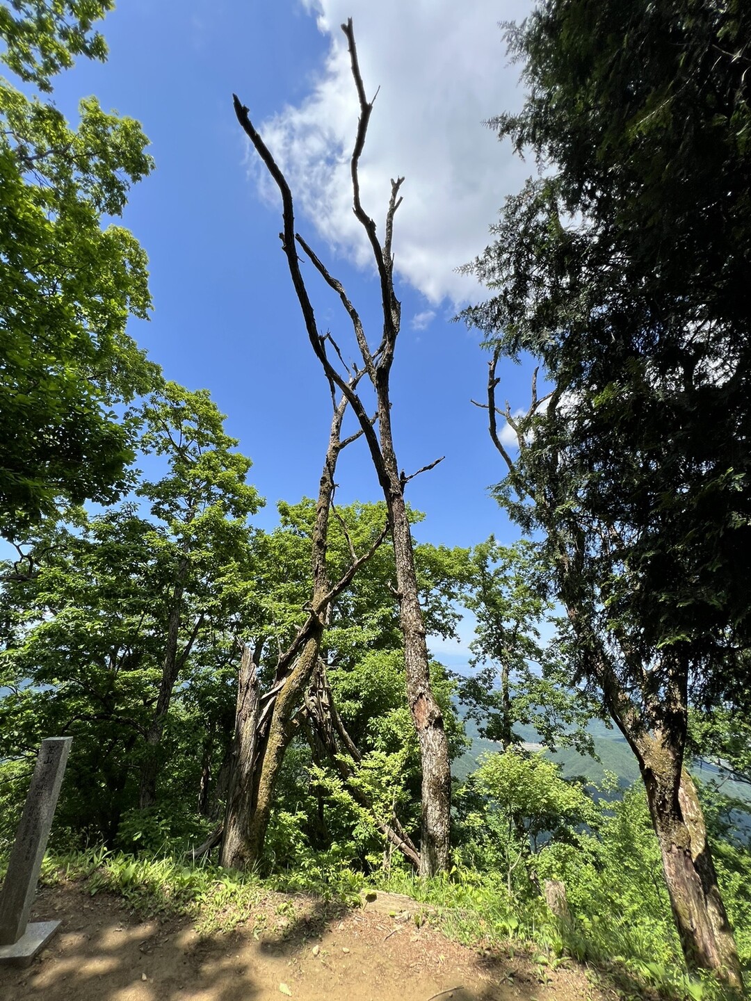 外秩父三峰 剣ヶ峰 堂平山 笠山 西峰 東峰 堂平山 笠山 乳房山 大霧山の写真31枚目 面白い木 Yamap ヤマップ