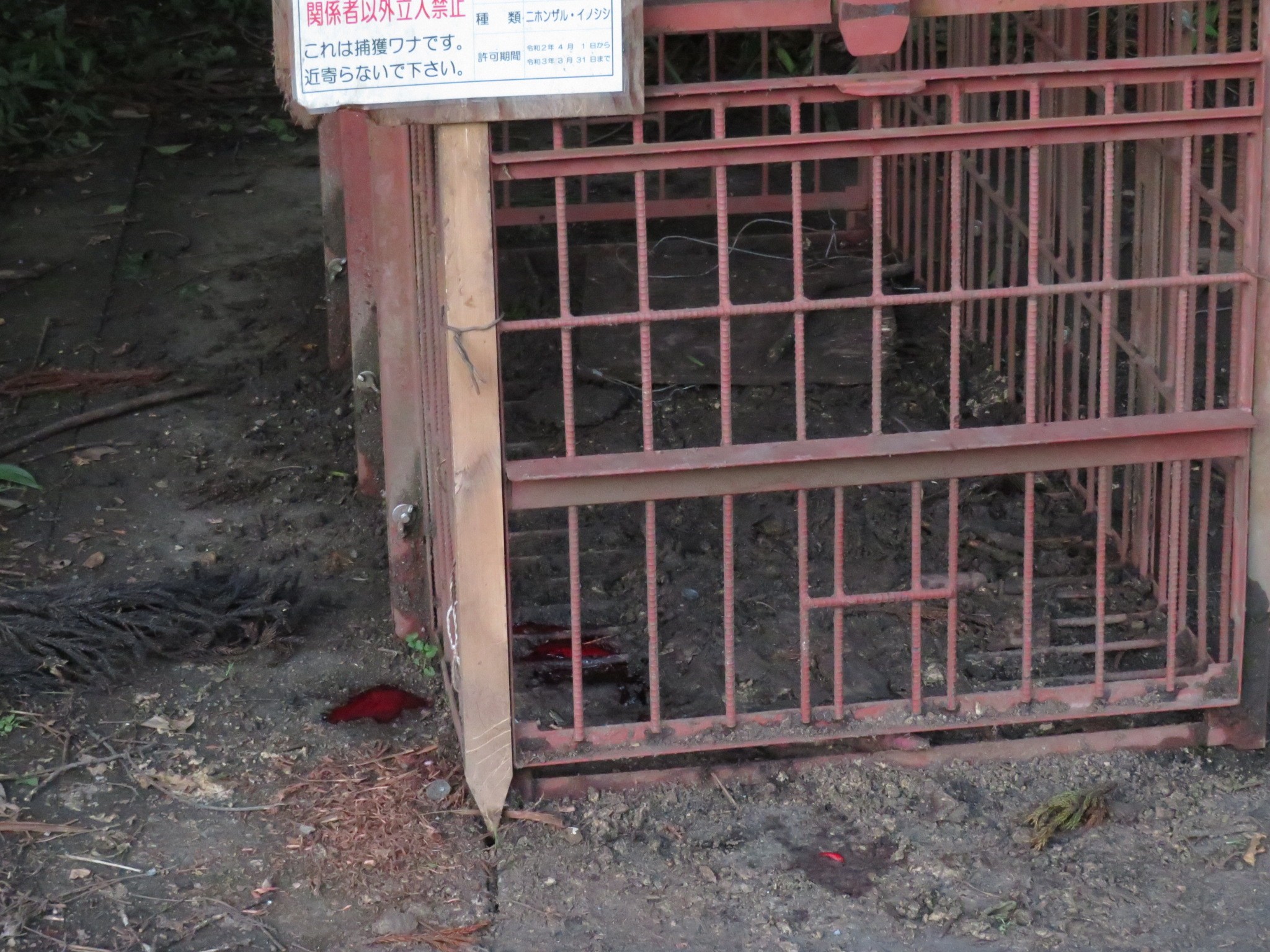 木六山・銀次郎山 熊捕獲のワナ
血痕が生々しい