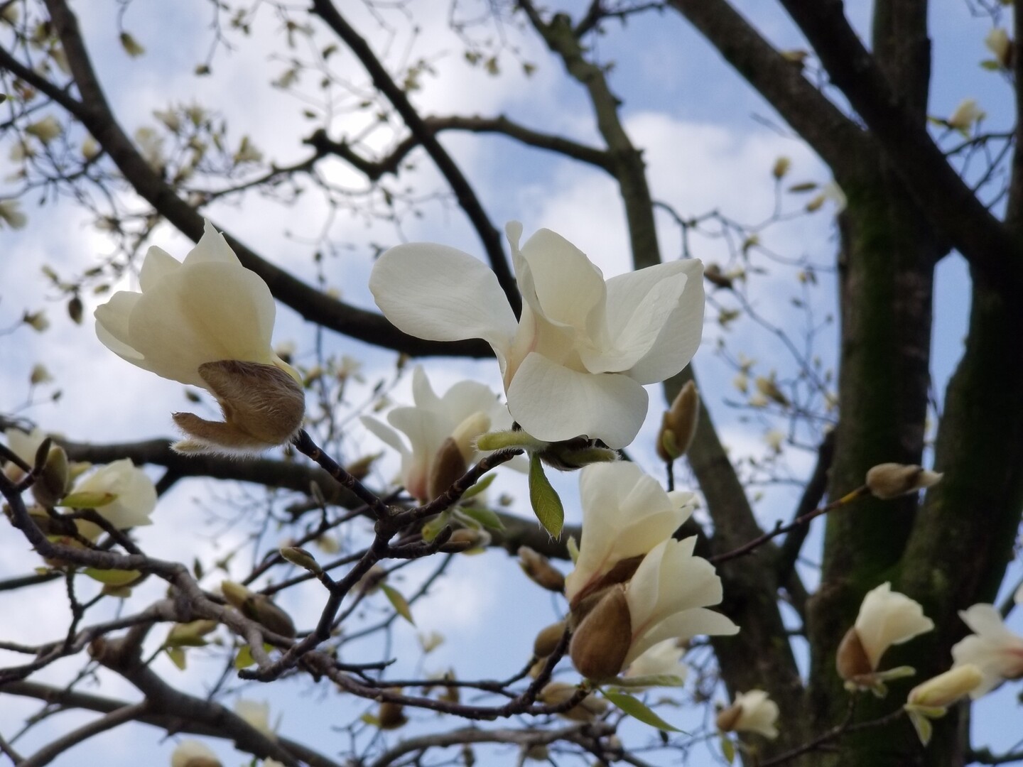 大濠公園 03 14 公式 福岡市 防災情報含む の写真6枚目 白木蓮 ハクモクレン 涼しさ 優し Yamap ヤマップ