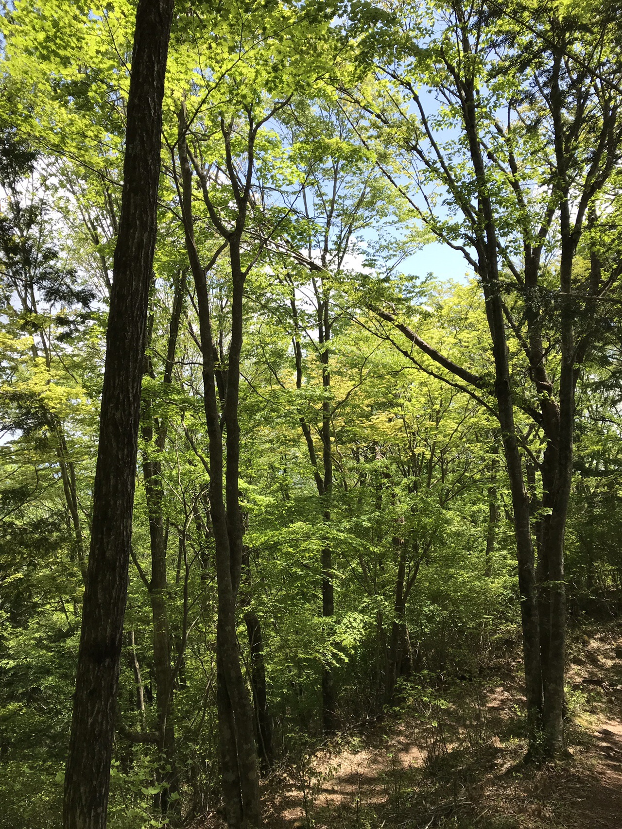 天狗棚・1200高地(天狗ノ奥山)20190519 / Takaさんの天狗棚・1200高地（天狗ノ奥山）・碁盤石山の活動データ