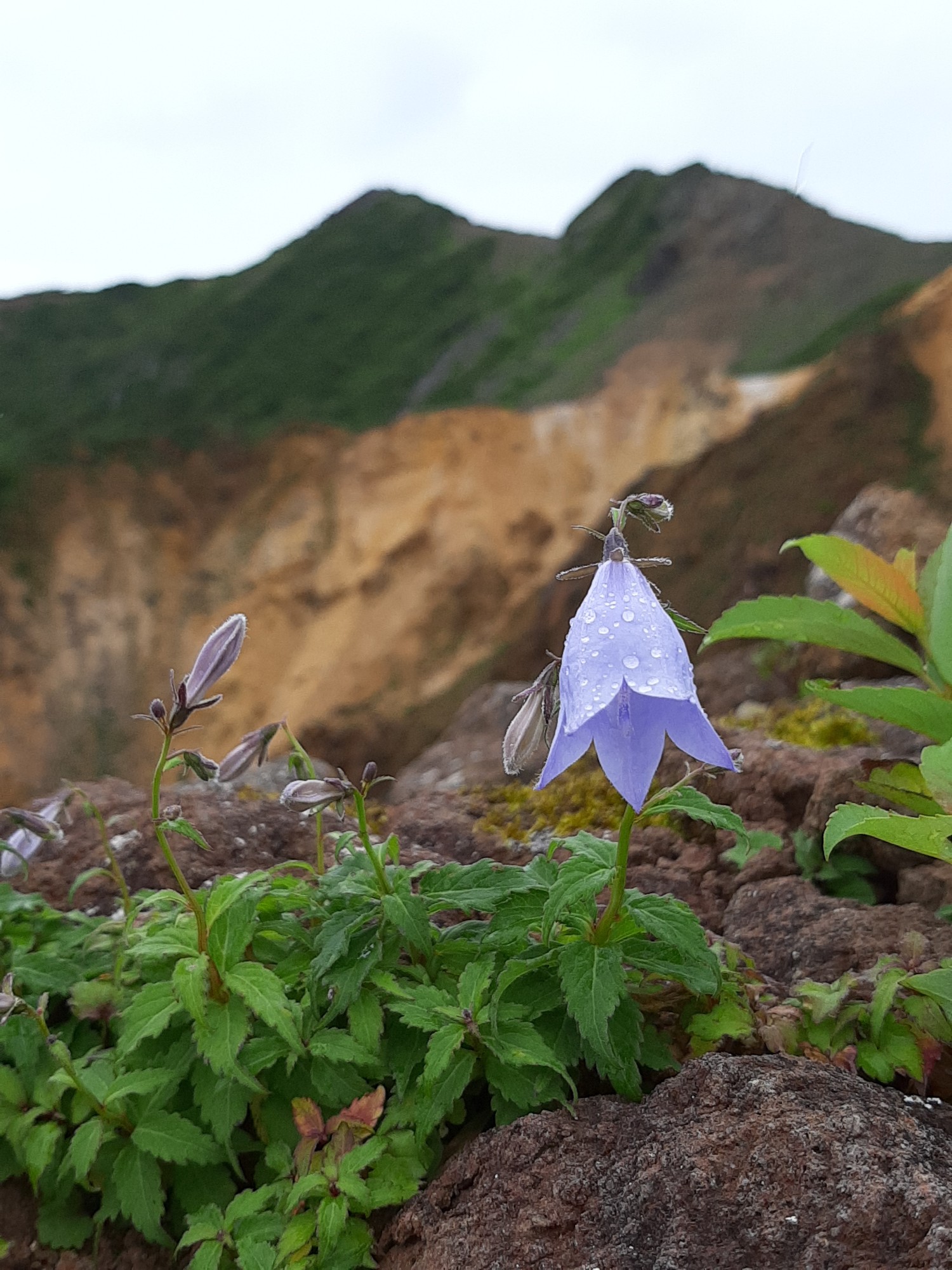 剣が峰 1900m峰 茶臼岳 那須岳 Hatkeiさんの茶臼岳 那須岳 三本槍岳 赤面山の活動日記 Yamap ヤマップ