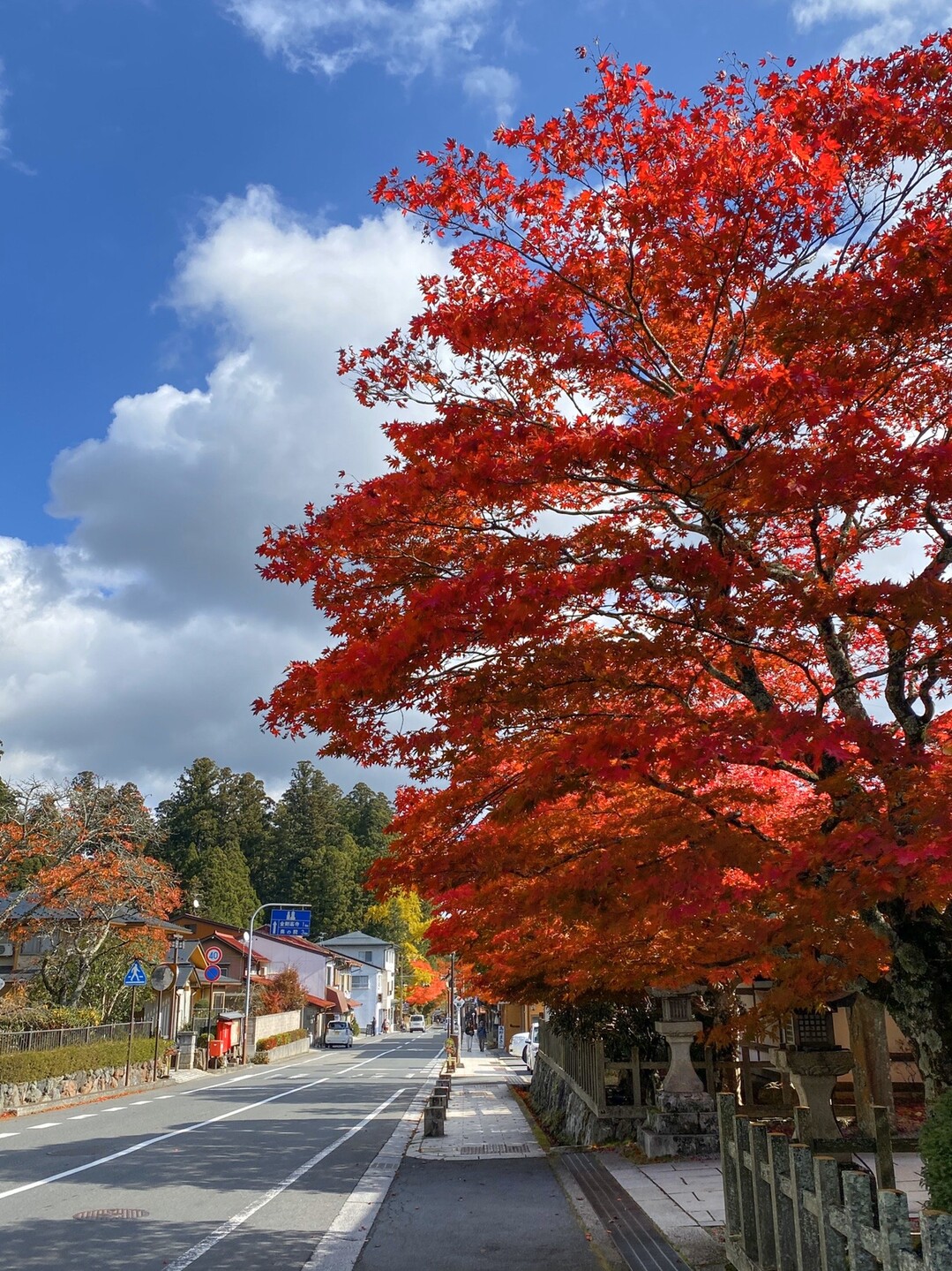 高野山 紅葉狩りtrekking ５peaks レンジャー前田さんの高野山 楊柳山 雨引山の活動日記 Yamap ヤマップ