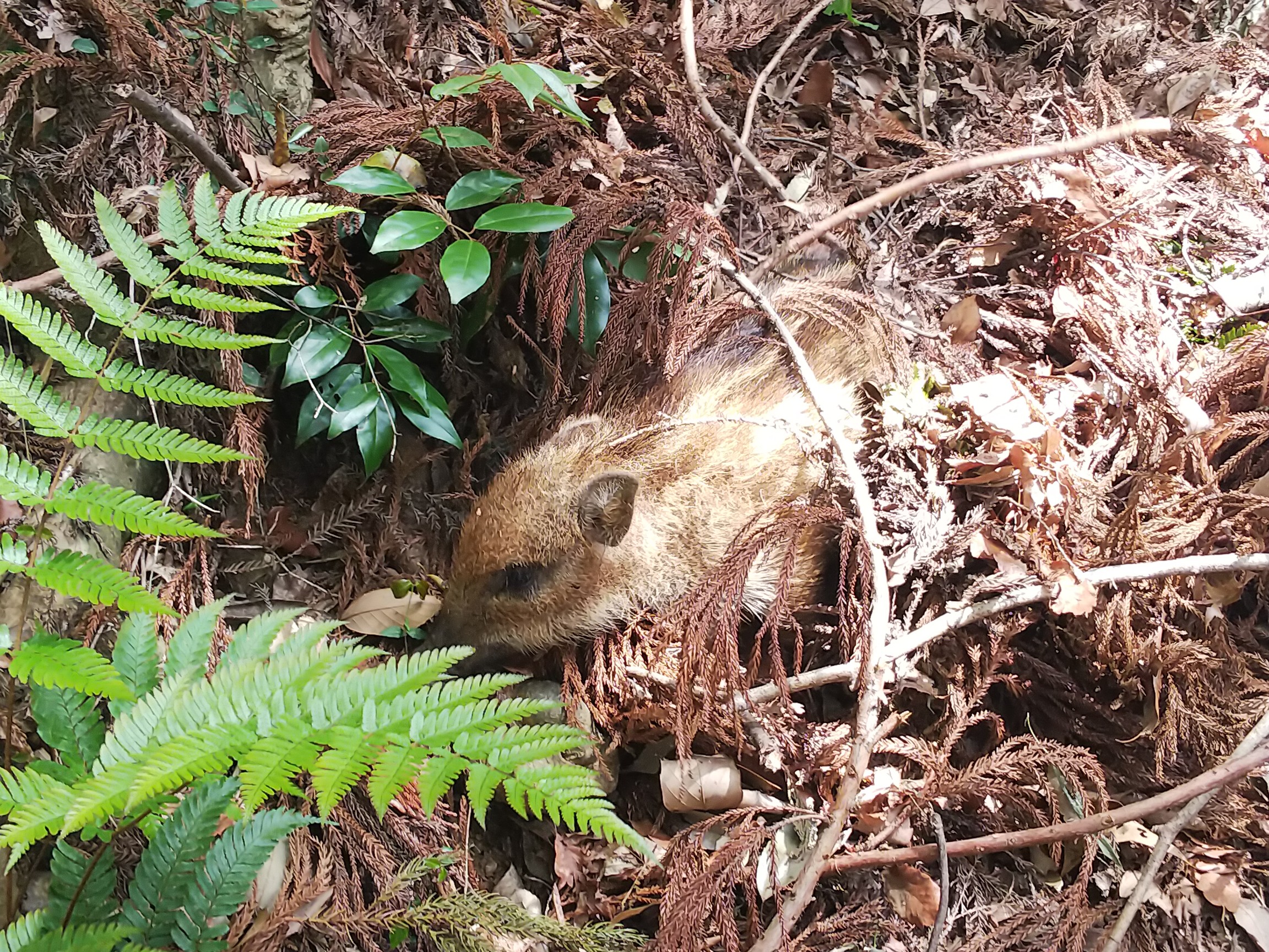 大高取山 越生駅 ゆうパークおごせ かものはしさんの大高取山の活動データ Yamap ヤマップ