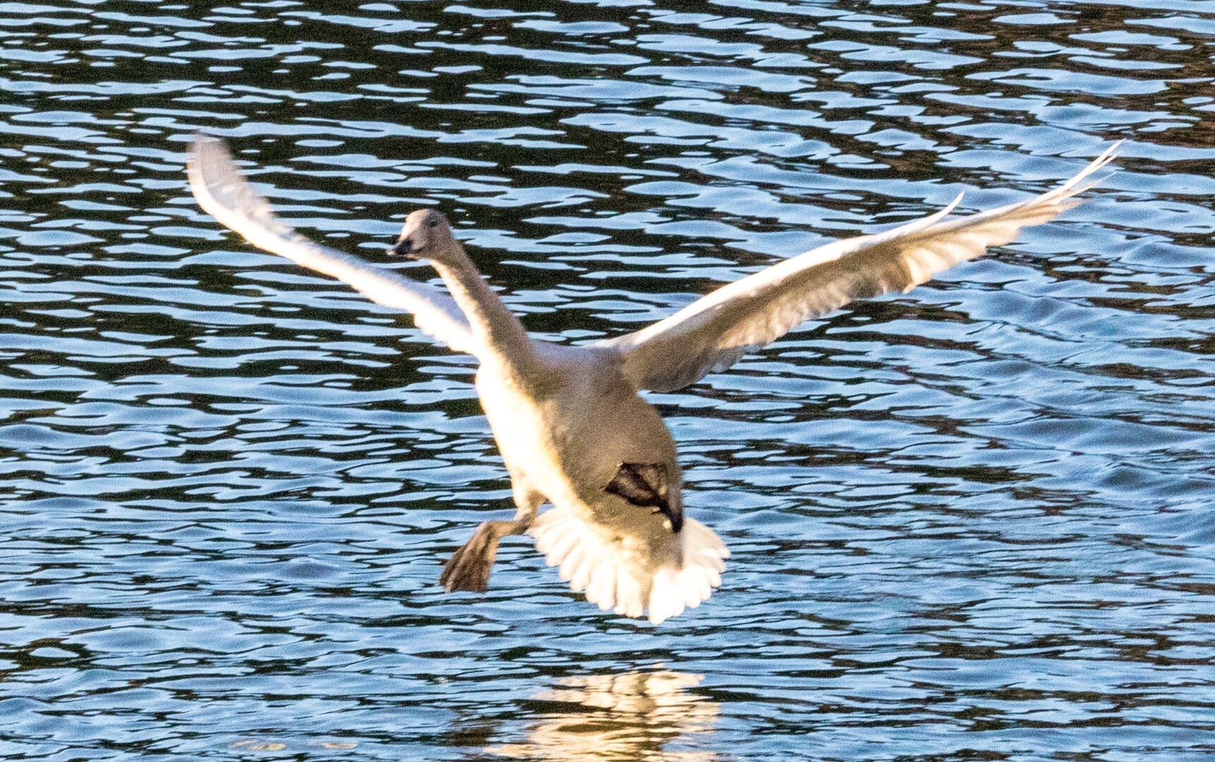 今朝は白鳥三昧 ハシビロコウさんの水戸市の活動データ Yamap ヤマップ