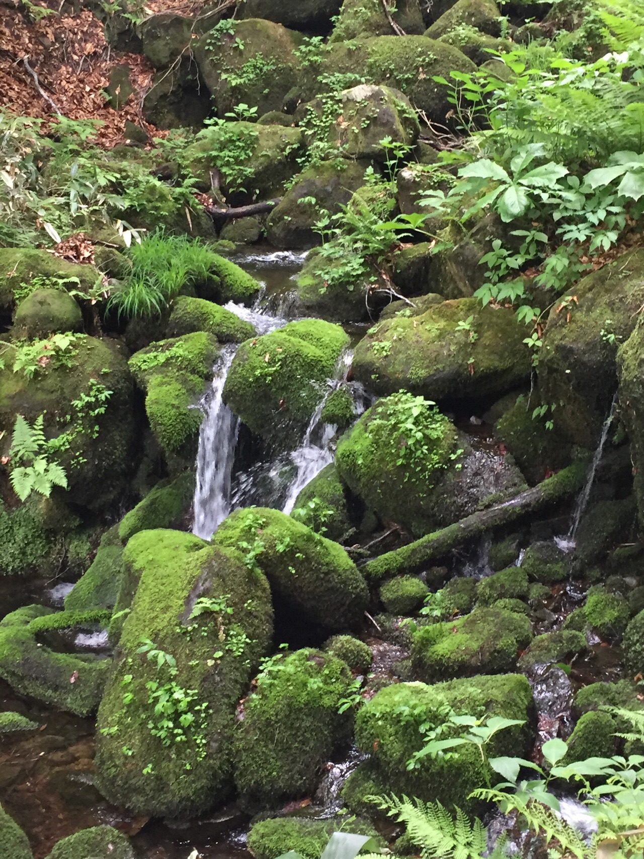 山形県立自然博物園 ガイドウォーク 山河童さんの月山の活動データ Yamap ヤマップ