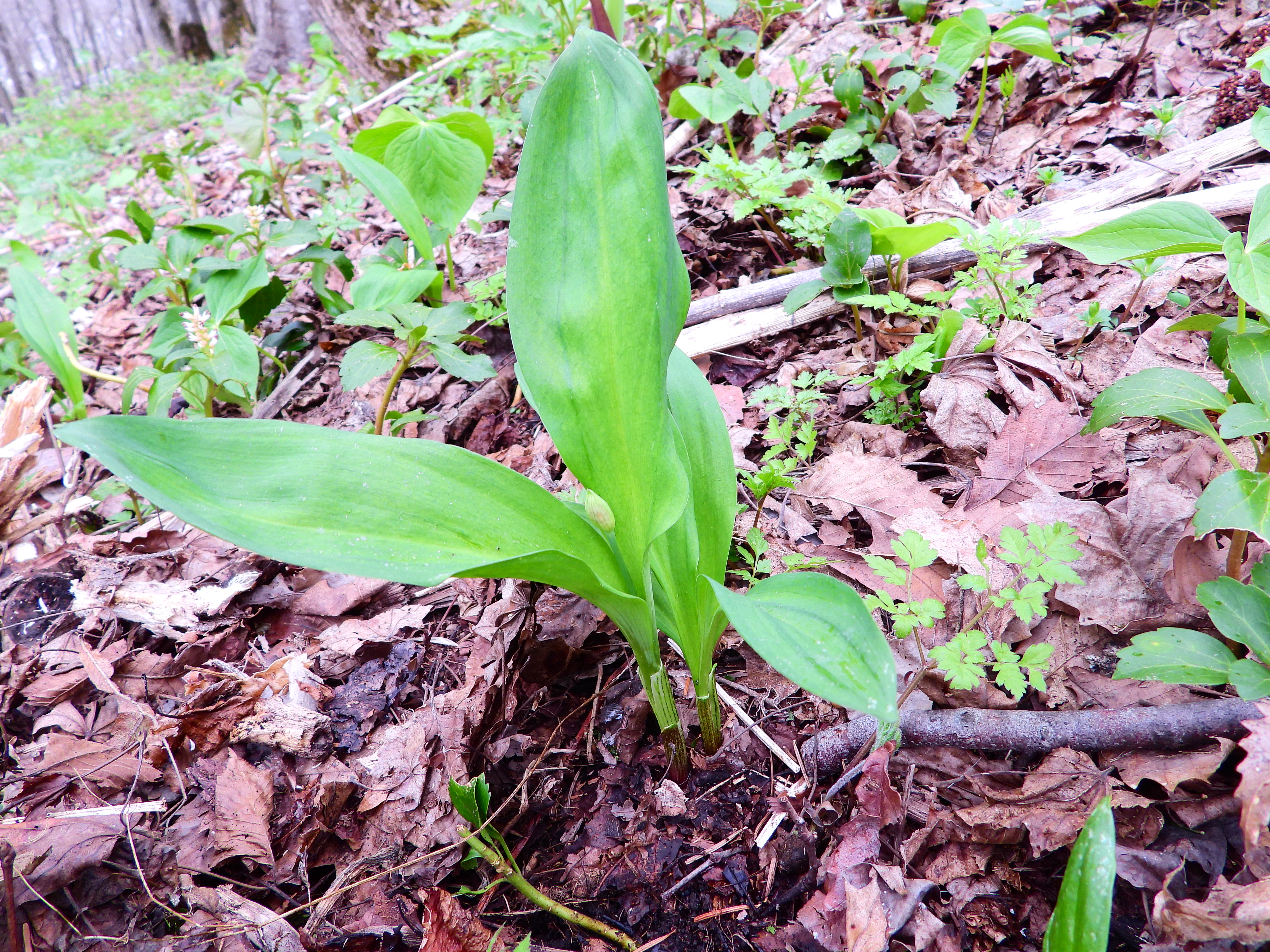 食料確保 Pon単独 Pon 夫 連れ 妻 さんの旭川市の活動日記 Yamap ヤマップ