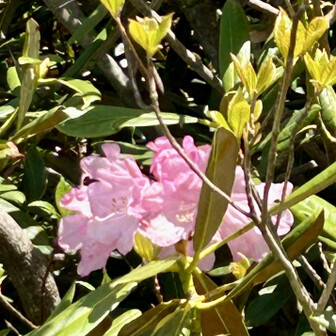 荒島岳 シャクナゲ