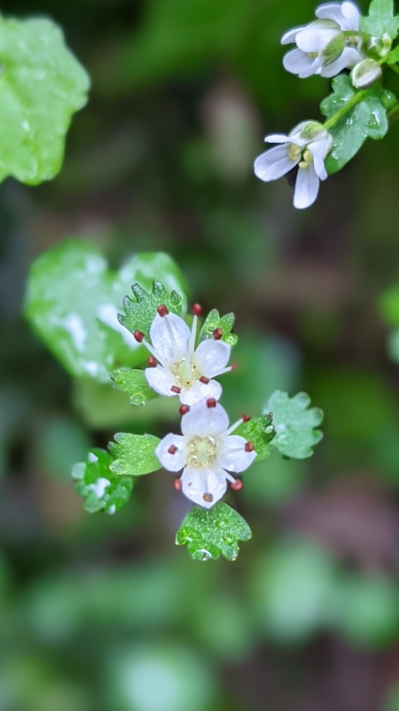 ハナネコノメソウ等 ６号路 高尾山 蛇滝 日影沢 Okuninoさんの高尾山 陣馬山 景信山の活動データ Yamap ヤマップ
