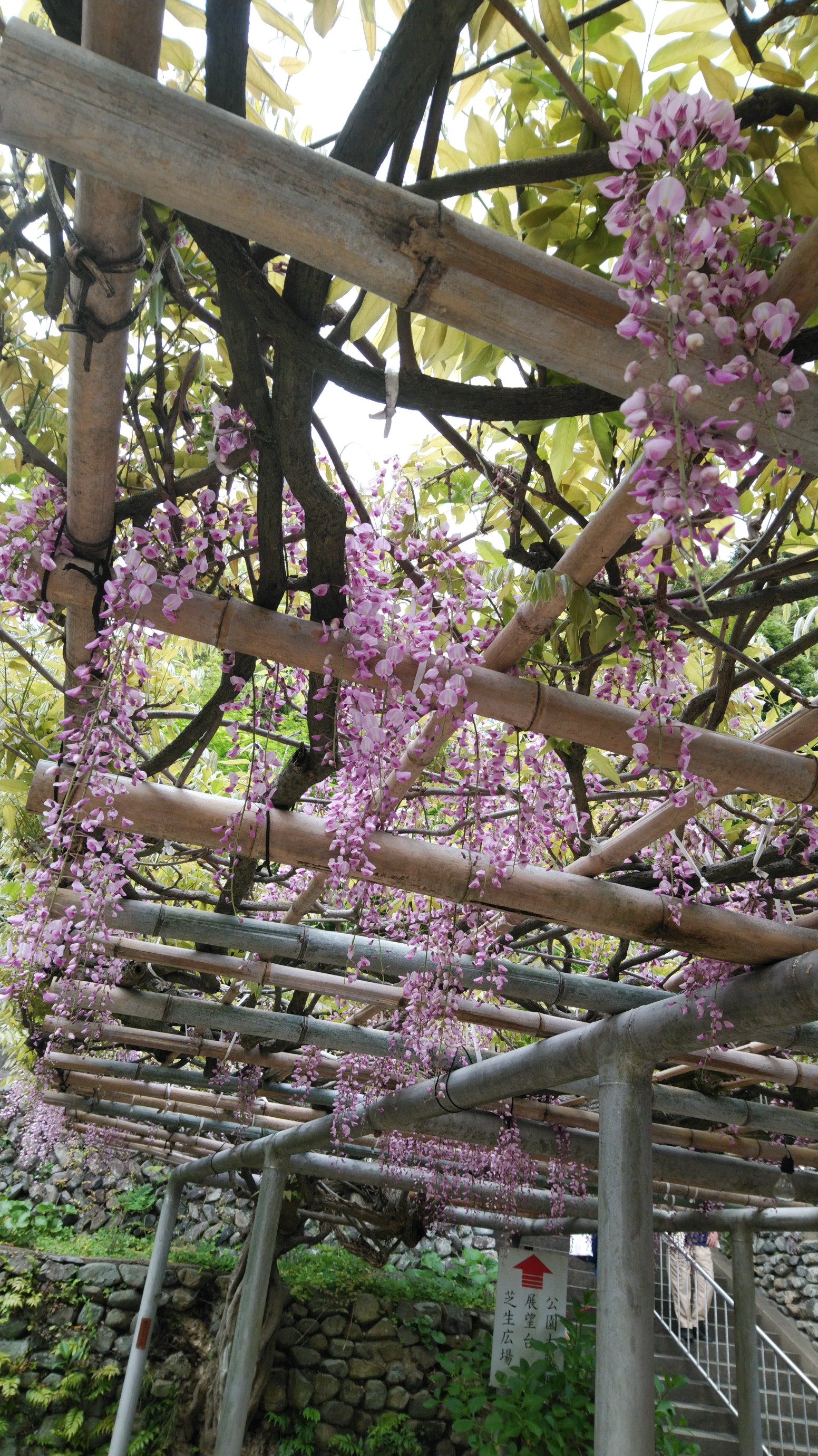 筑豊香月駅から 吉祥寺 へ19 04 26 きしみさんの六ヶ岳の活動日記 Yamap ヤマップ