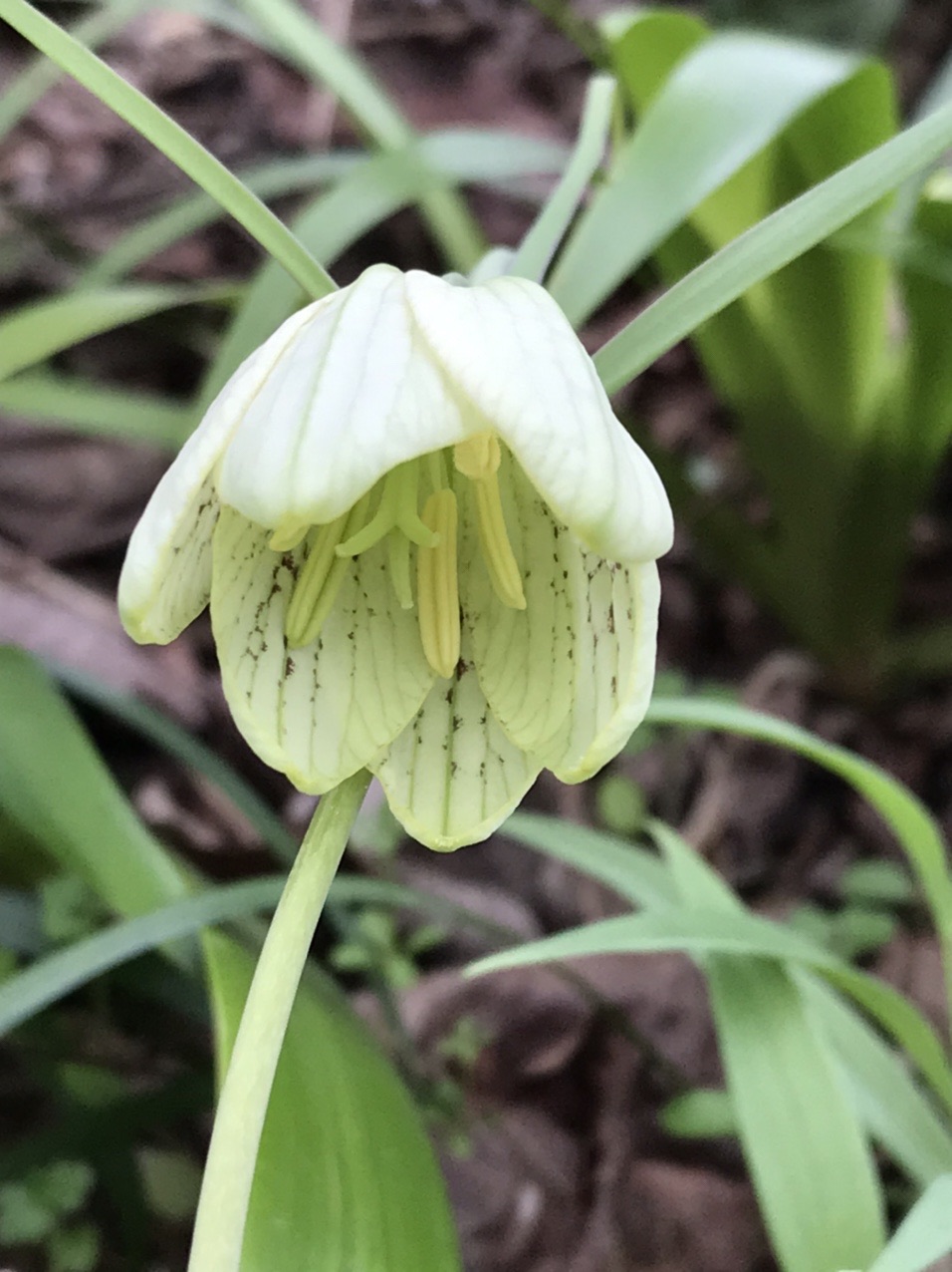 スプリング エフェメラル第5弾 バイ はっぴいえんどさんのモーメント Yamap ヤマップ