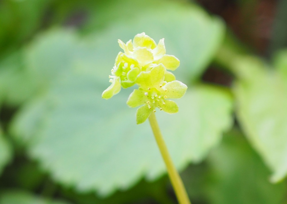 レンプクソウ 五輪花 に逢いたくて 野の花さんのウォーキングの活動データ Yamap ヤマップ