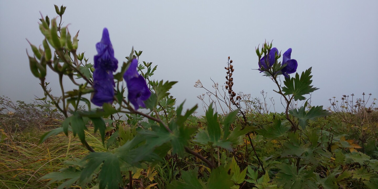 懐深き飯豊山 御沢 三国岳 飯豊山 飯豊山 大日岳 御西岳の写真16枚目 ミヤマトリカブト Yamap ヤマップ