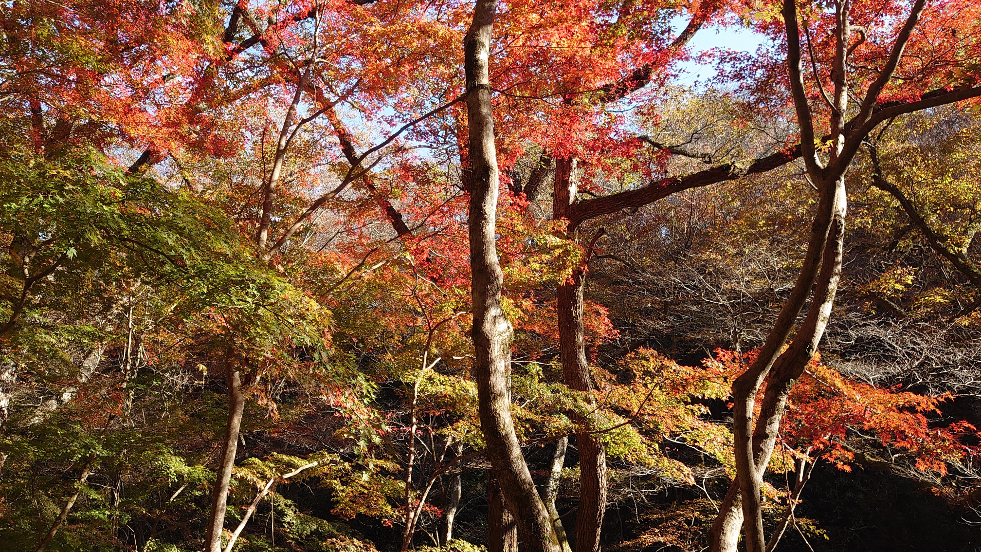 花貫渓谷 ほぴほぴさんの土岳 花貫渓谷 竪破山の活動データ Yamap ヤマップ