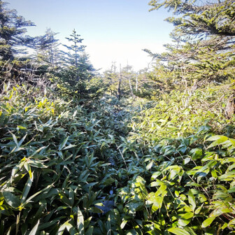 西大巓からの下り。

雪と泥と倒木と藪漕ぎ。
もうほとんど遭難状態。💦