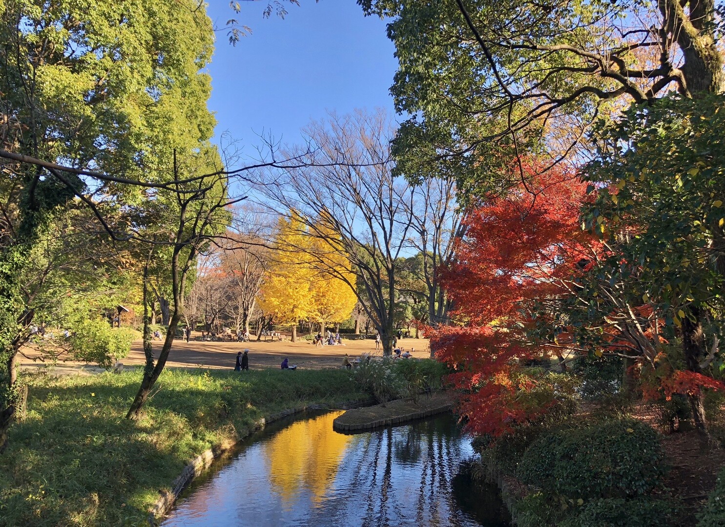 東京散歩 北の丸公園 紅葉 見頃です いけちゃんさんのモーメント Yamap ヤマップ