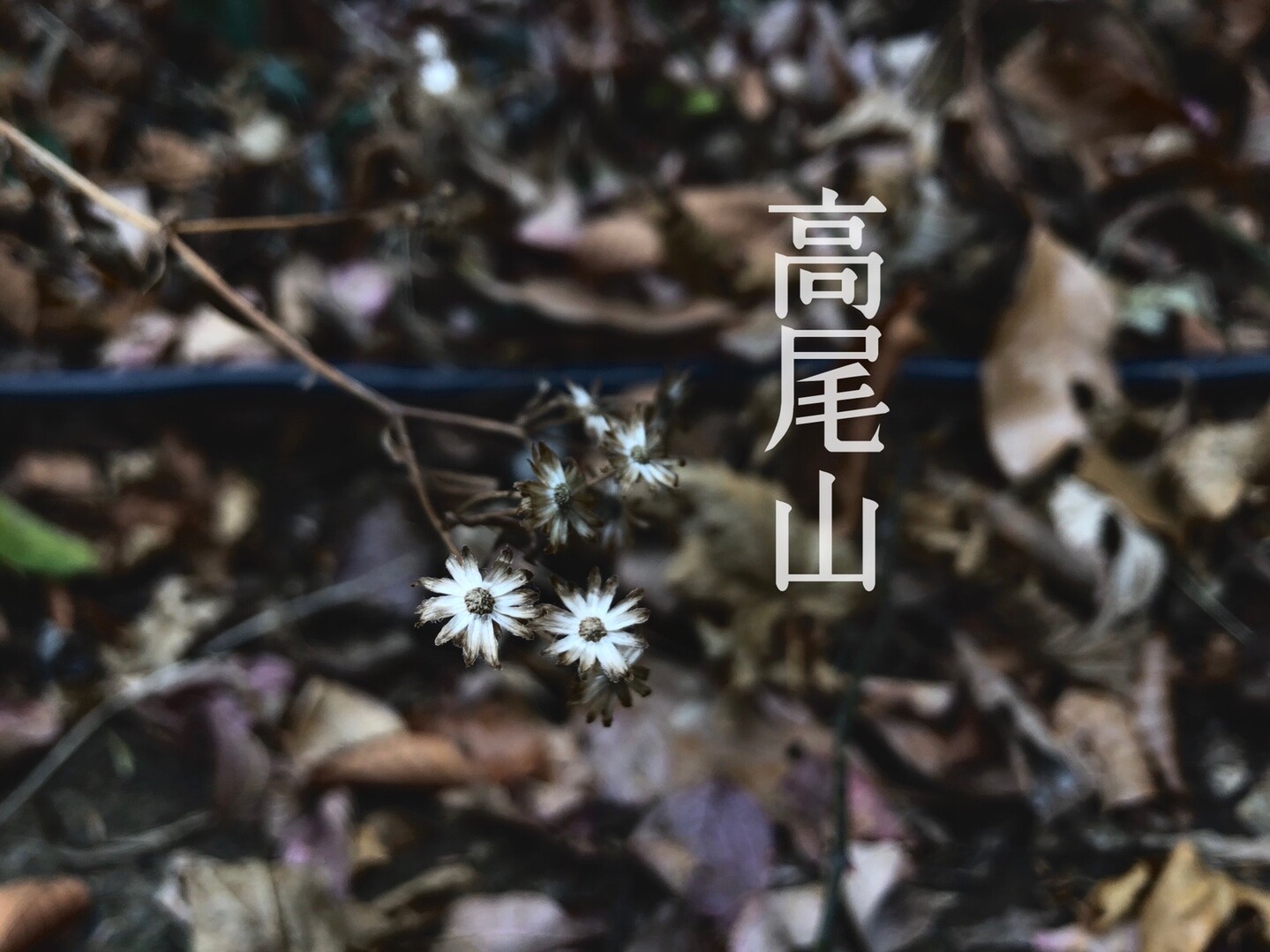 高尾山 De マルタイトマト拉麺 19 12 30 さくーんさんの高尾山 陣馬山 景信山の活動日記 Yamap ヤマップ