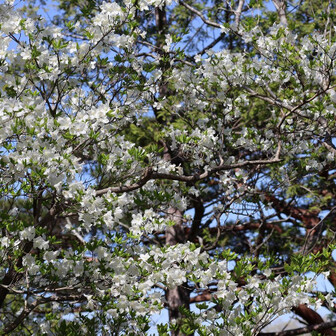 塩原前山（今年お初のシロヤシオ）-2025-05-03 / 野球親爺さんの高原山