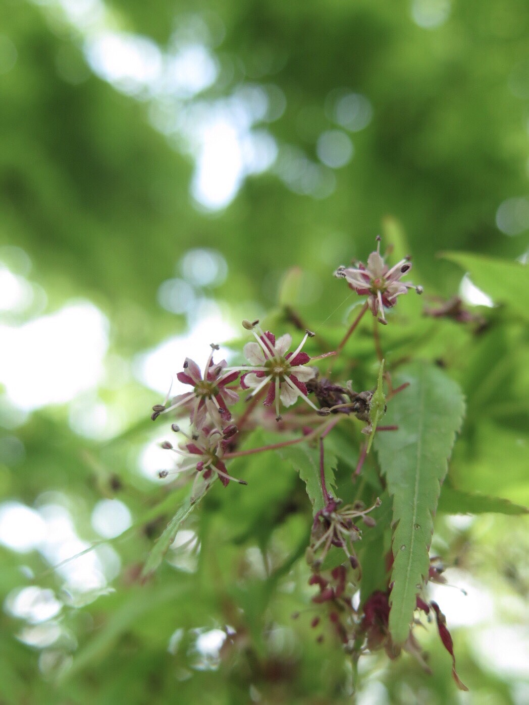 352 天拝山 ななちゃん １歳最後の天拝山登山 自分で歩いて登頂できました てつ みー なな さんの天拝山 基山の活動日記 Yamap ヤマップ