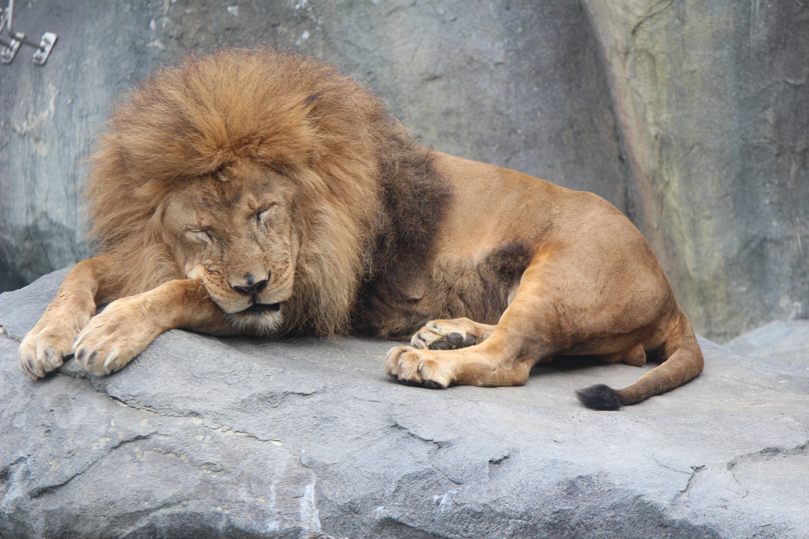 円山フルコース その２ なおさんの札幌市の活動日記 Yamap ヤマップ
