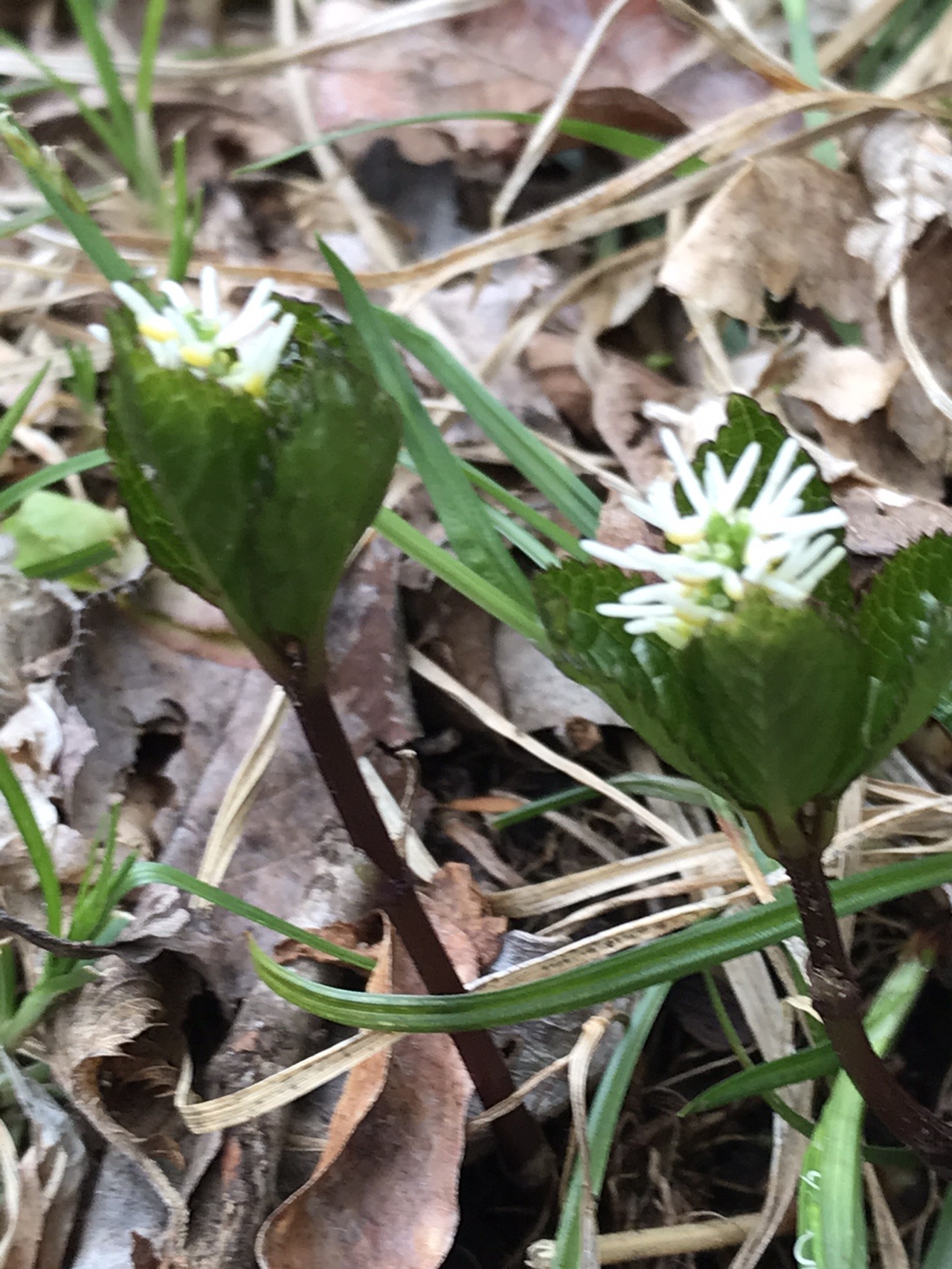 雲仙 花 さんぽ 04 21 はっぴいえんどさんの雲仙岳 普賢岳 絹笠山の活動日記 Yamap ヤマップ