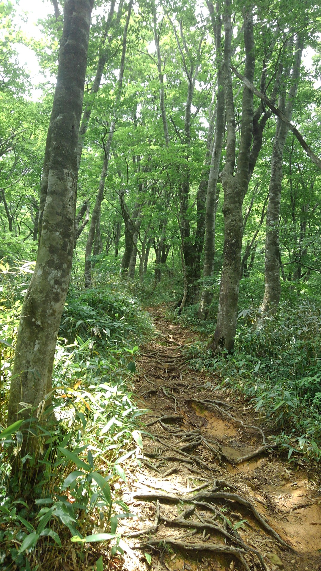 梅雨の晴れ間に荒島岳 とりねこさんの荒島岳の活動日記 Yamap ヤマップ