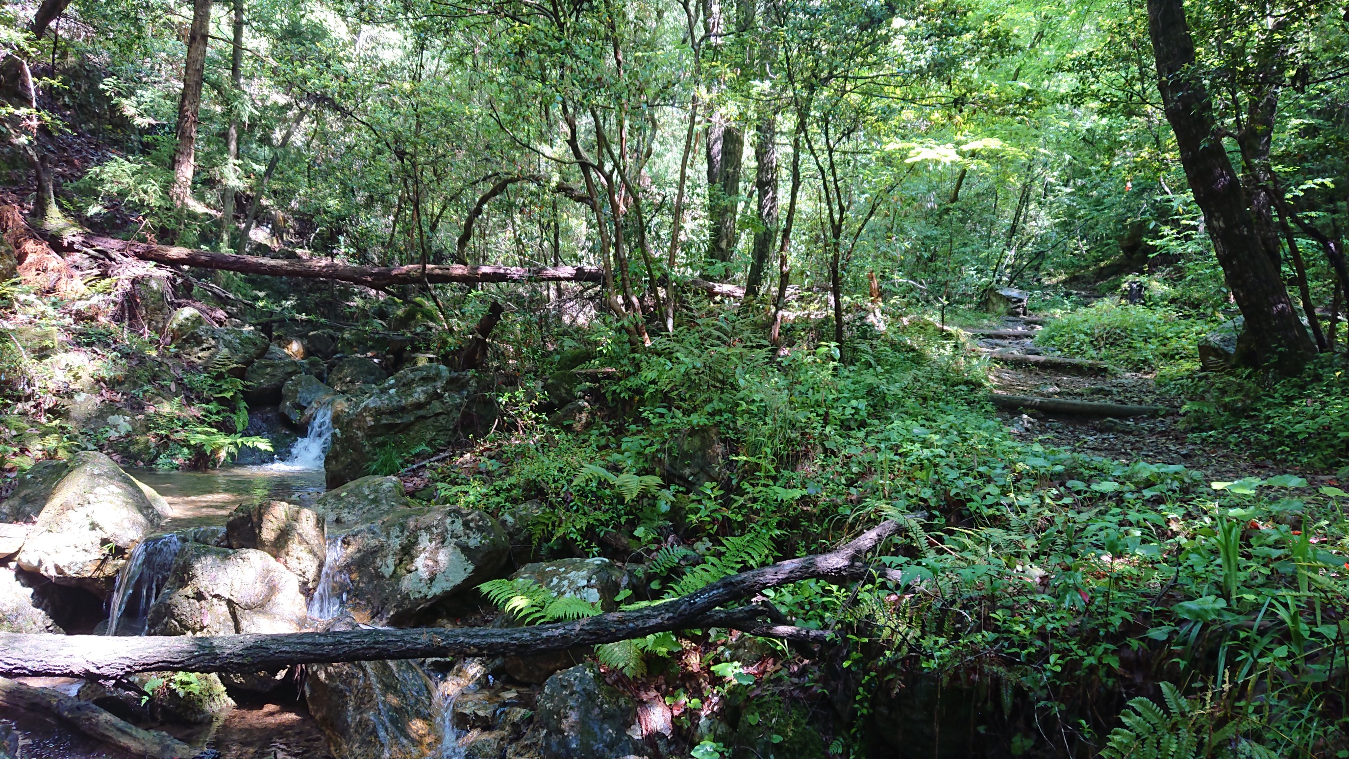 百々ヶ峰deざるうどん おつまみさんの百々ヶ峰 源太峰の活動日記 Yamap ヤマップ