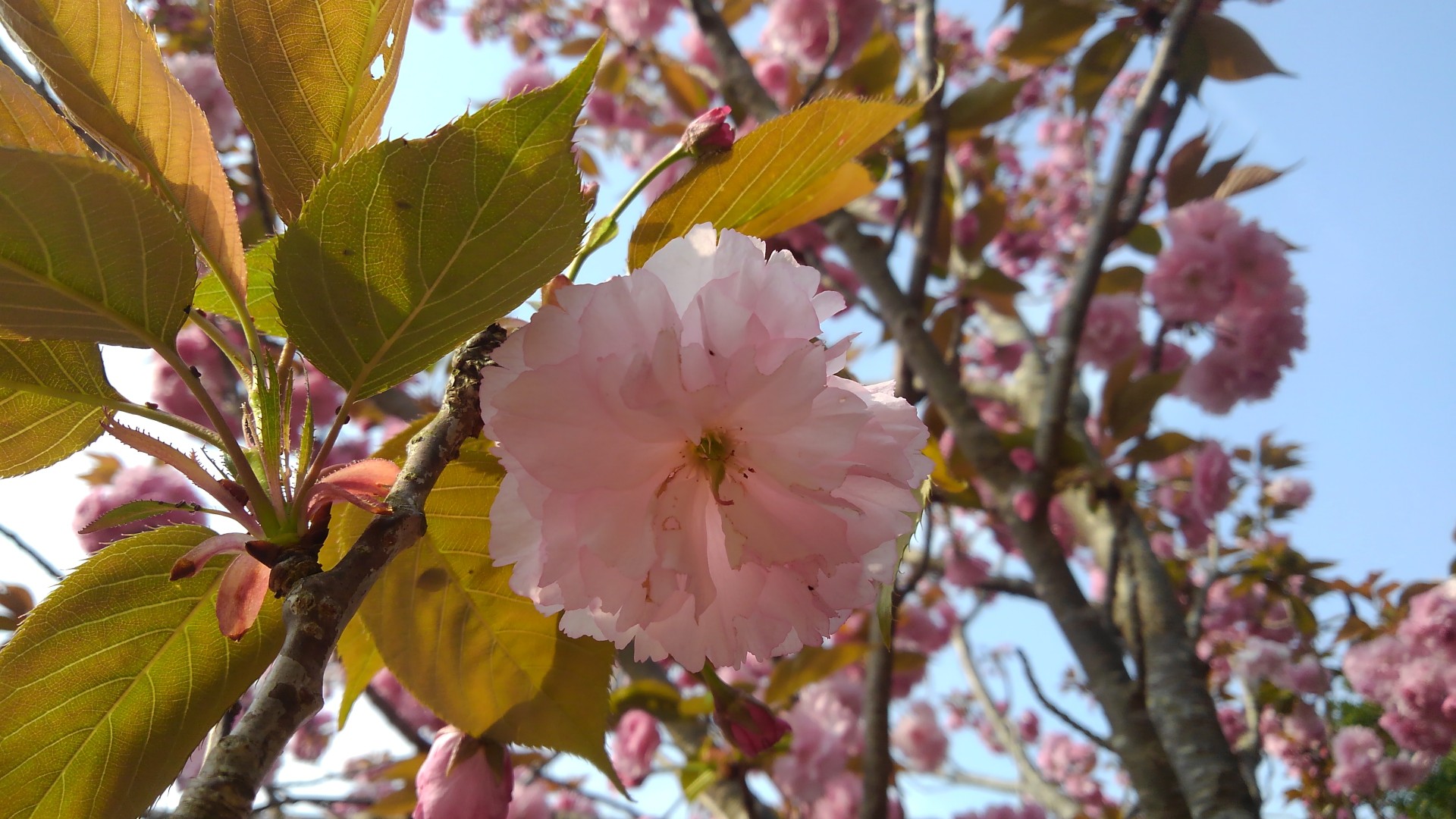 湖西連峰 春爛漫 ふくちゃんさんの坊ヶ峰 石巻山 神石山 葦毛湿原の活動日記 Yamap ヤマップ