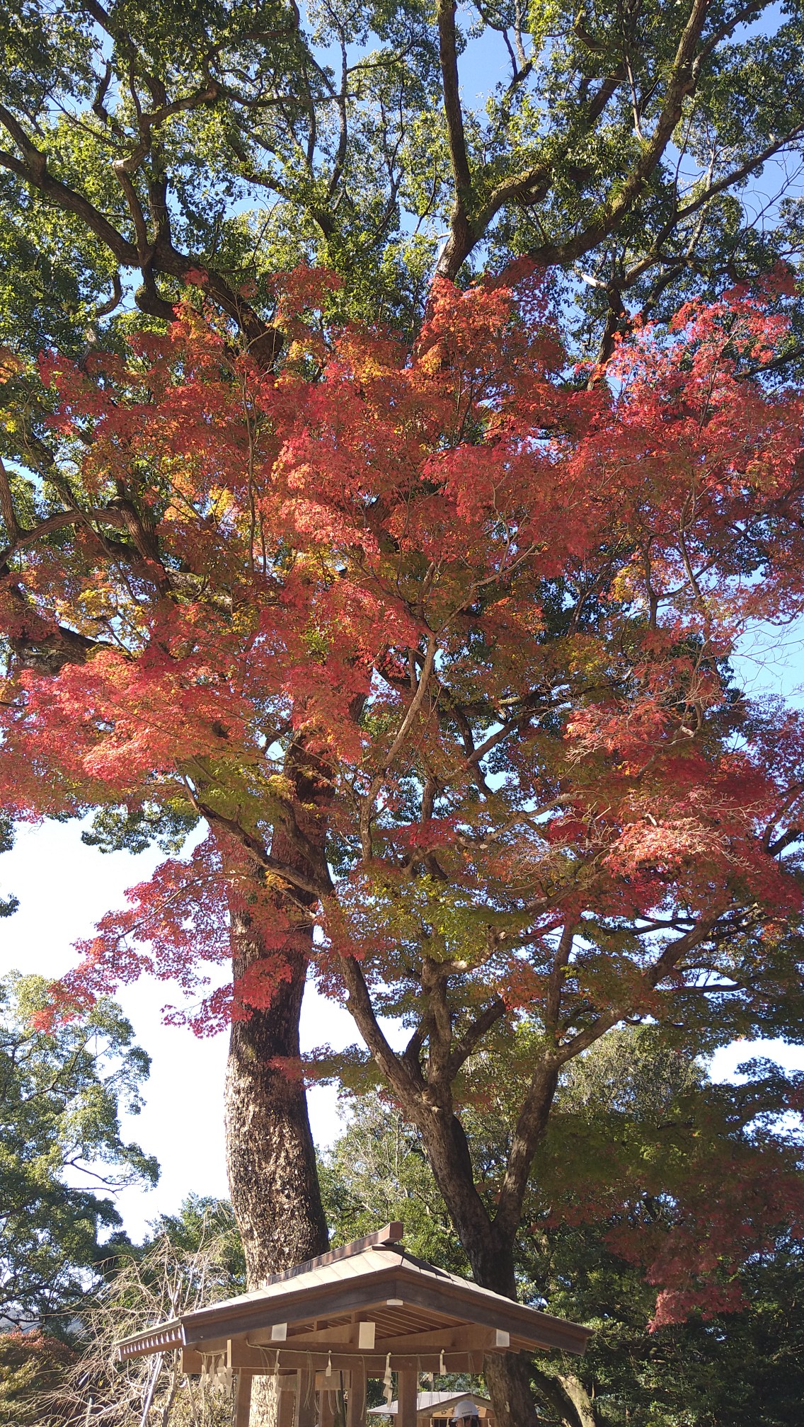 竈門神社の紅葉 見頃になってきました 宝満山 けーむさんの宝満山 三郡山 若杉山の活動データ Yamap ヤマップ