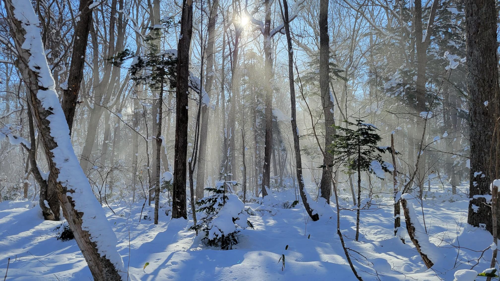 野幌でぶら初め / お父さんさんの野幌森林公園の活動データ YAMAP / ヤマップ