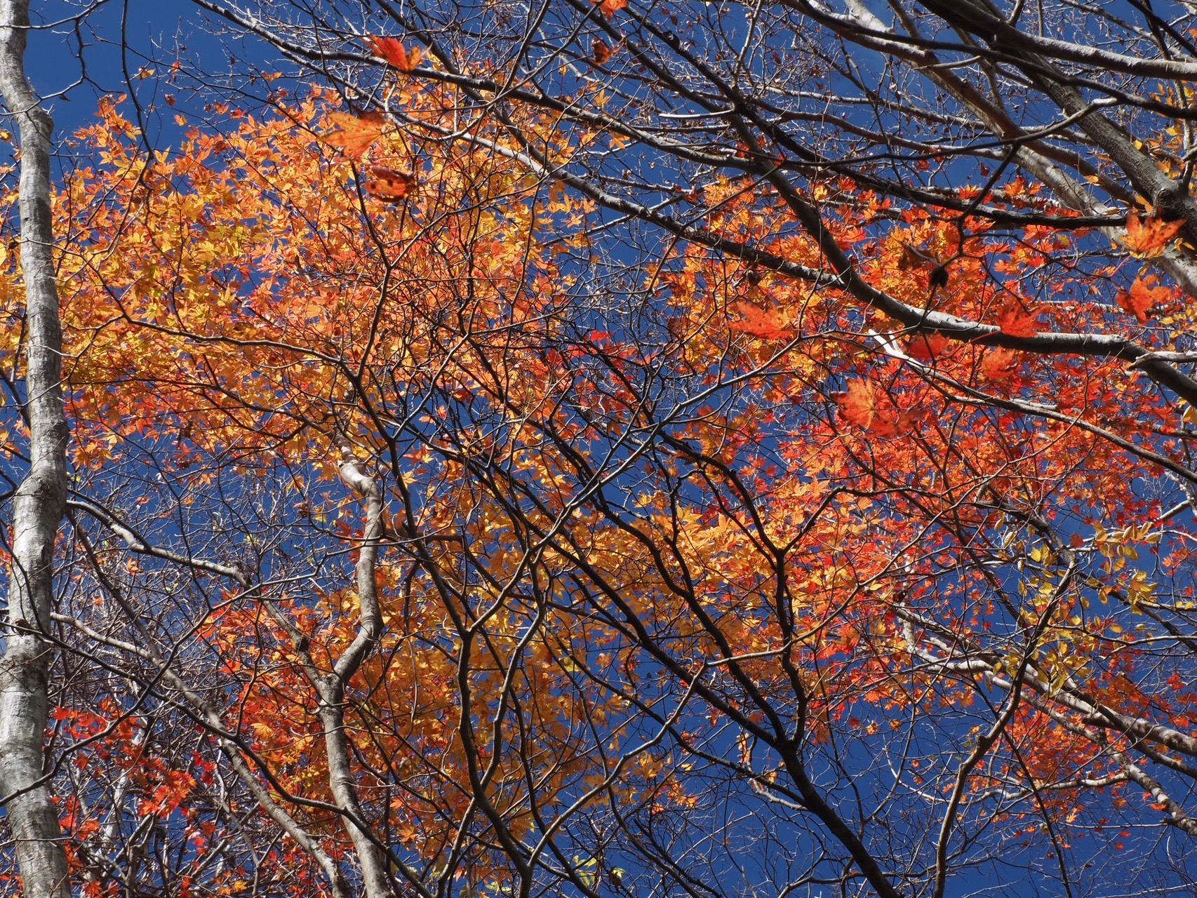 天狗高原セラピーロード 11 08 聖 さんの天狗ノ森 天狗高原 黒滝山の活動データ Yamap ヤマップ