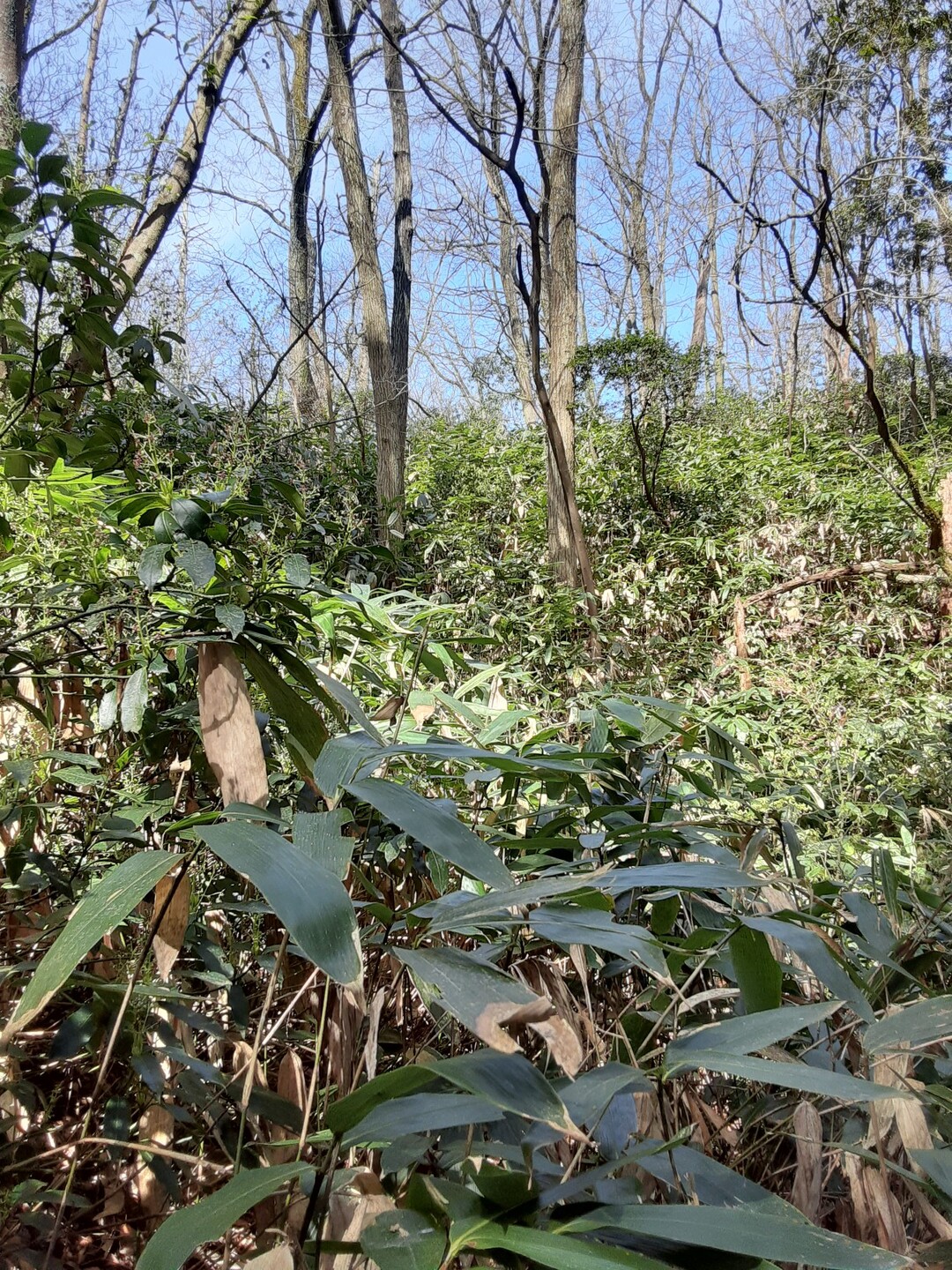 笹薮こいで県境歩き / ふうさんの加賀市の活動データ YAMAP / ヤマップ