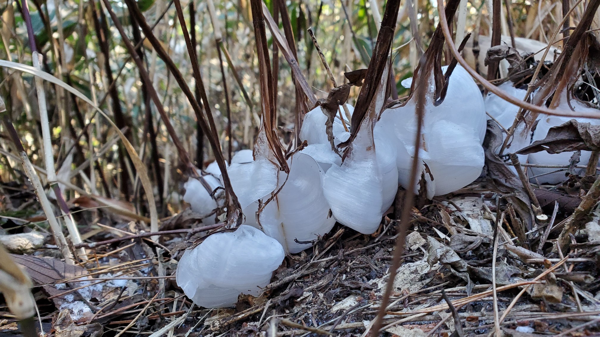 シモバシラに霜柱 氷の花を撮りに高尾山 マコップさんの高尾山 陣馬山 景信山の活動日記 Yamap ヤマップ