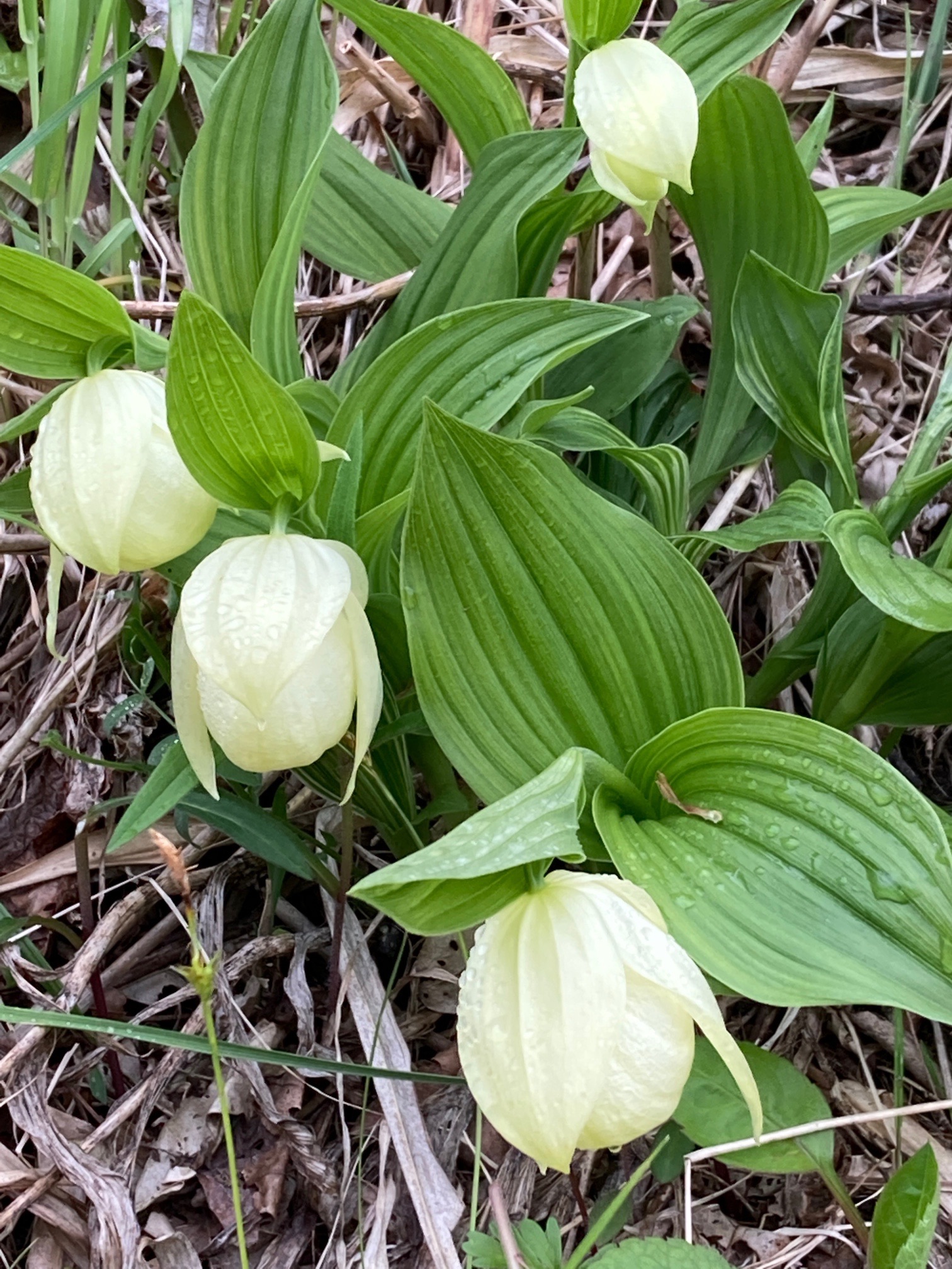 礼文アツモリソウ 2芽入（A19） 【公式通販】