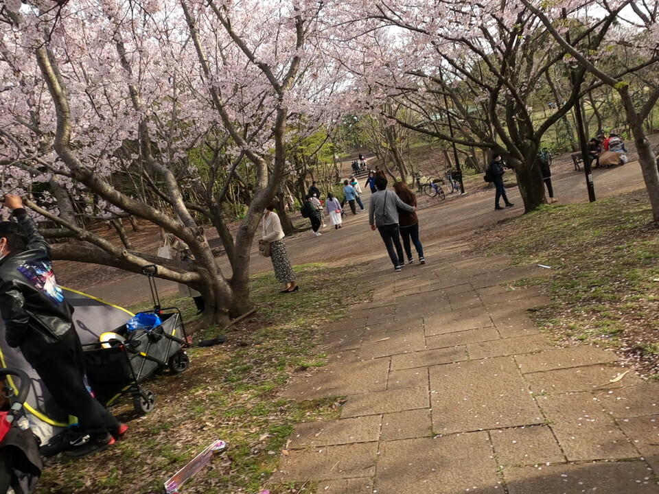 新左近川親水公園 葛西臨海公園 花見お散歩 東京都23区 東エリアの写真57枚目 Yamap ヤマップ