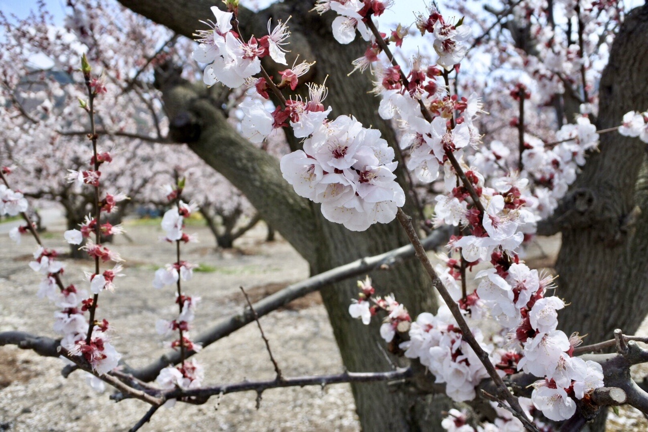 遠回りしてあんず祭りへ Kobuさんの科野の国ラウンドトレイルの活動データ Yamap ヤマップ