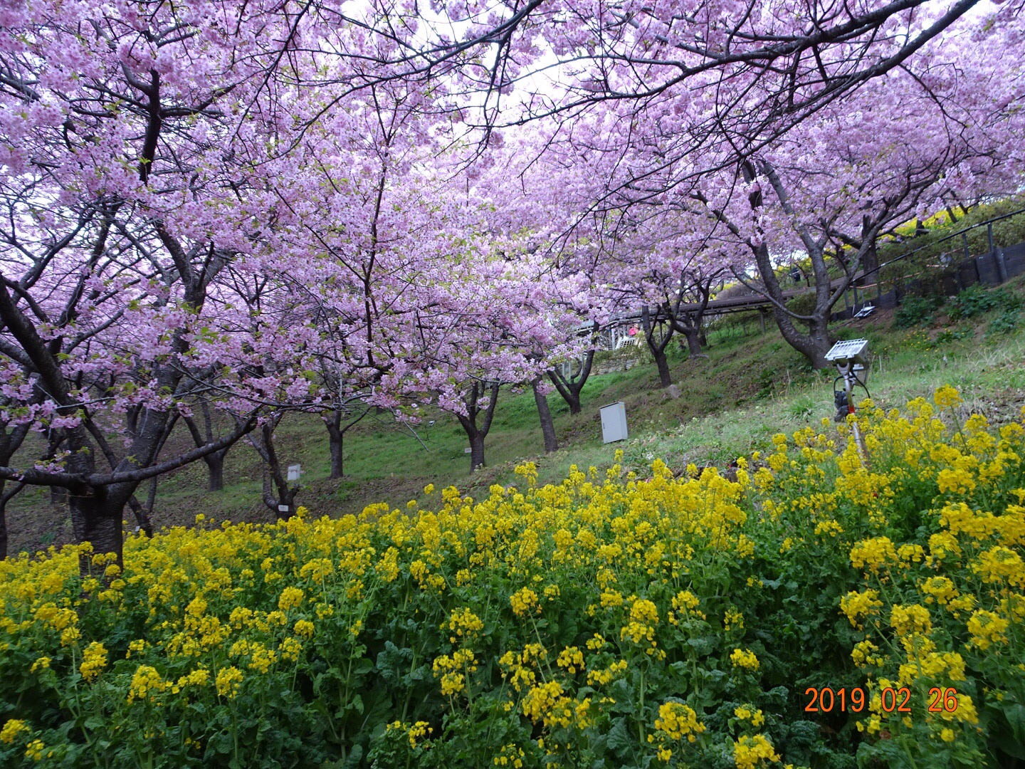 河津桜を見に山頂無しの松田山に行きました サコbaさんの高松山 松田町 山北町 大野山の活動データ Yamap ヤマップ