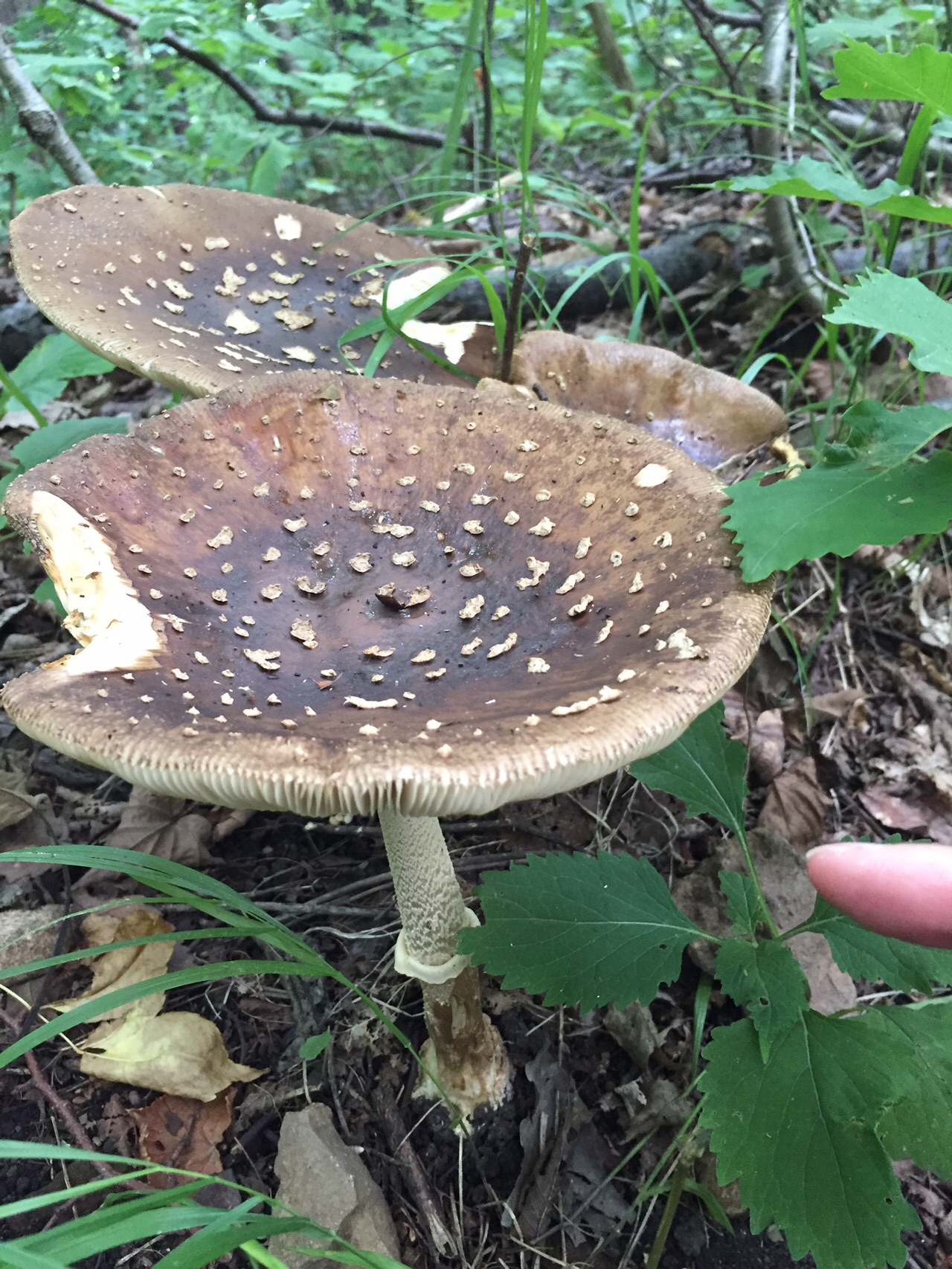 三角山でキノコ撮り 19 08 31 たかしさんの三角山 大倉山 円山の活動データ Yamap ヤマップ