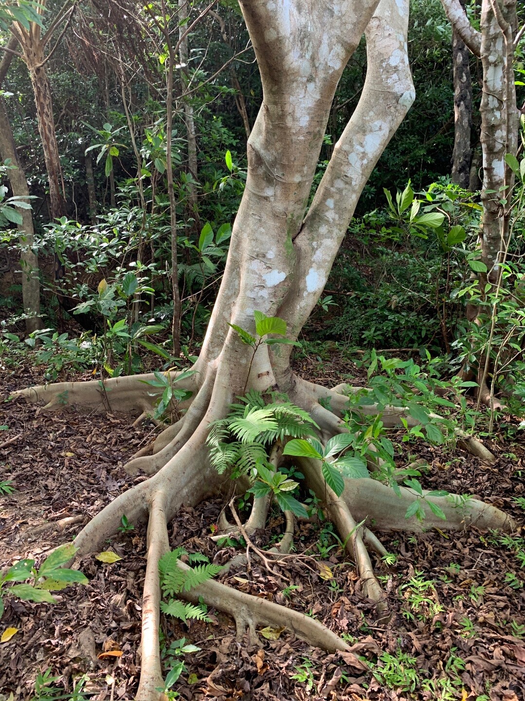 石垣島 野底マーペー 絶景と悲しい伝説 しんすけさんの石垣島 北部の活動日記 Yamap ヤマップ